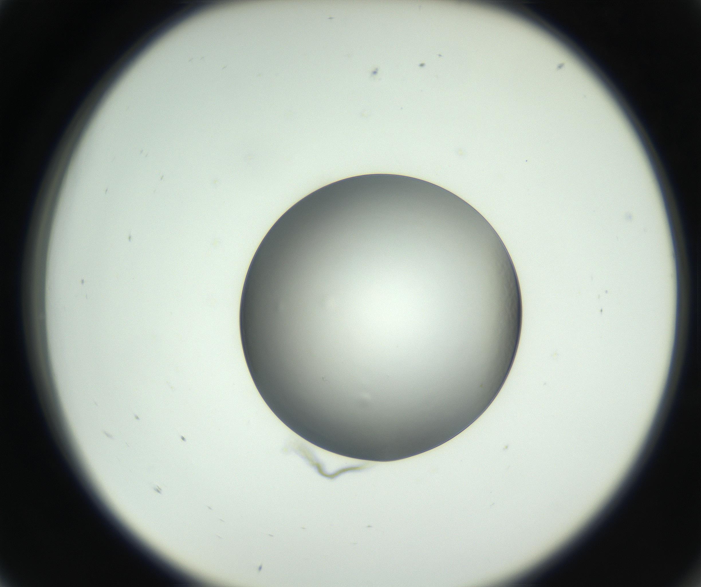 RI01_03_000_0212_Proj1_Clon1_MC_0000MC102745_002_160922_05_01_02_00_99_002_001_RAI.jpg