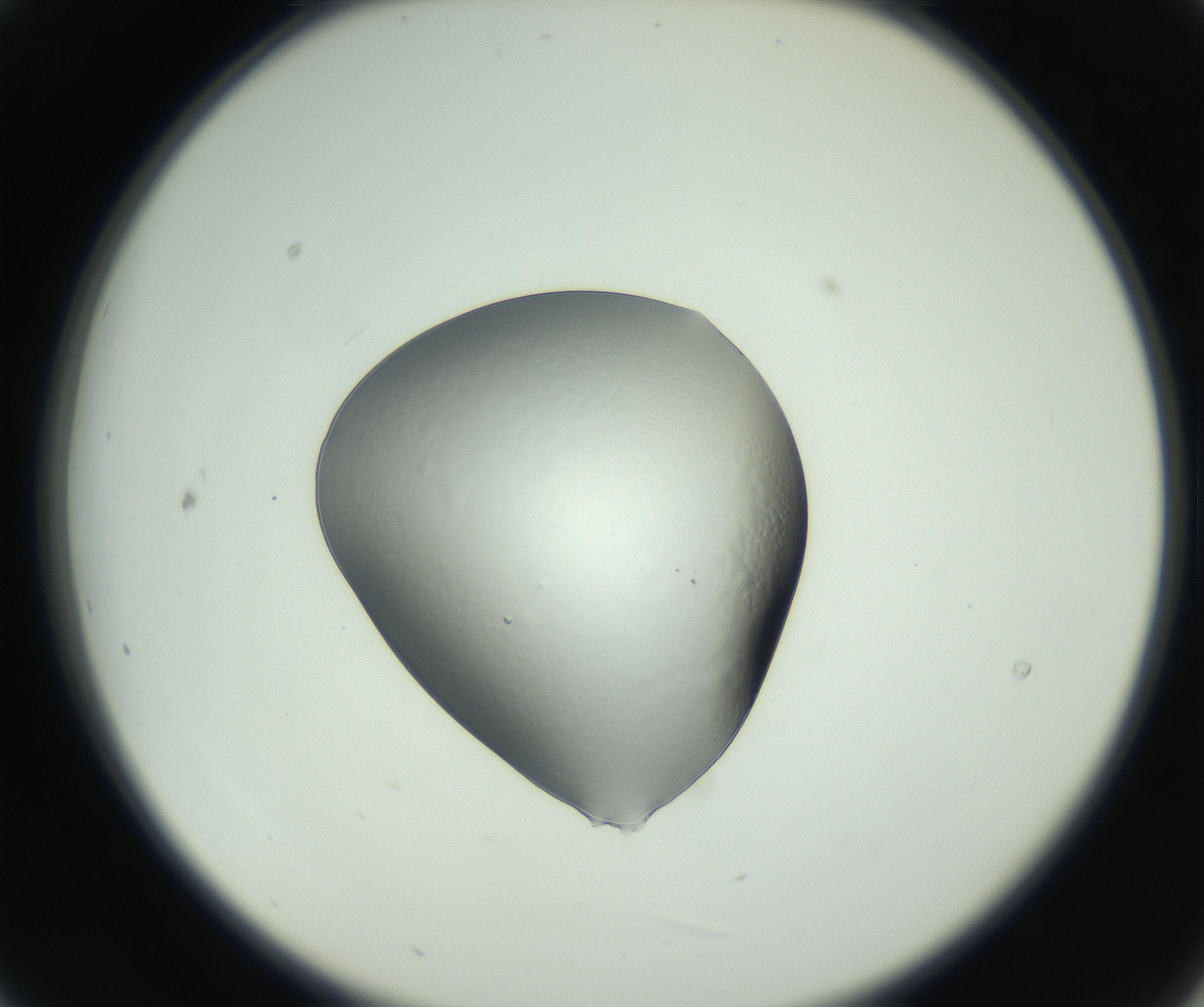 RI01_03_000_0212_Proj1_Clon1_MC_0000MC102745_002_160922_09_02_02_00_99_002_001_RAI.jpg