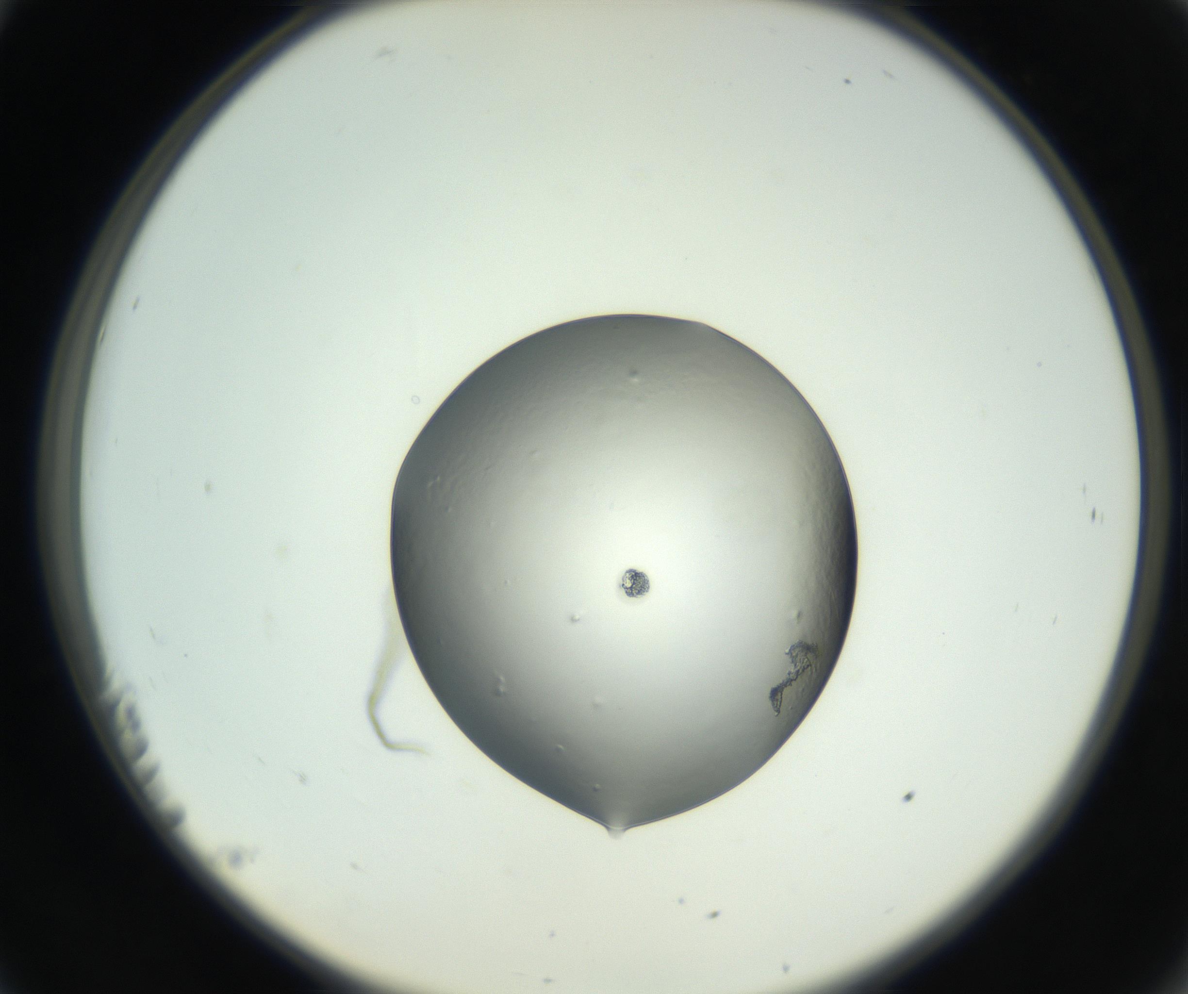 RI01_03_000_0212_Proj1_Clon1_MC_0000MC102745_002_160922_11_02_02_00_99_002_001_RAI.jpg