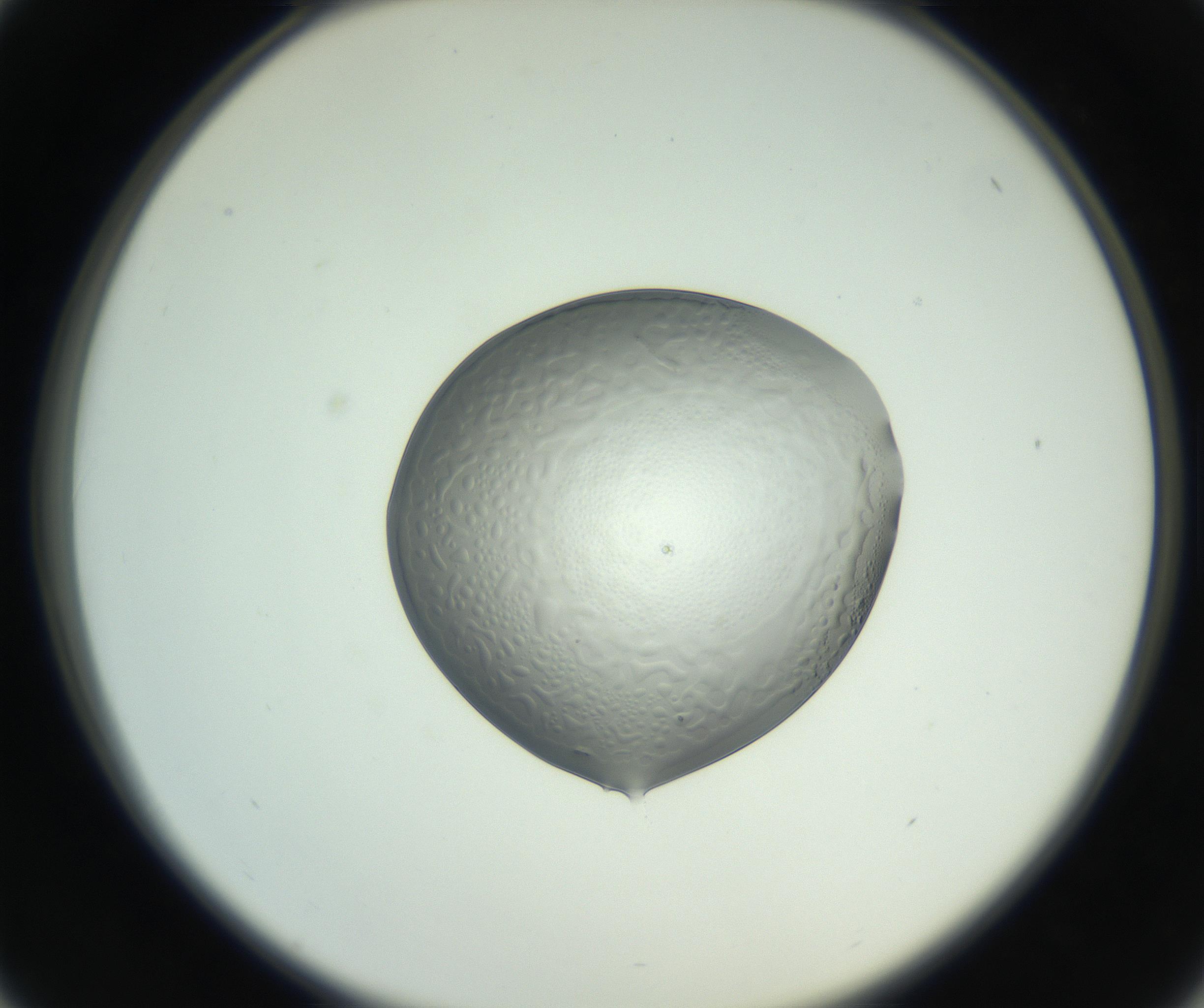 RI01_03_000_0212_Proj1_Clon1_MC_0000MC102745_005_160927_01_04_02_00_99_002_001_RAI.jpg