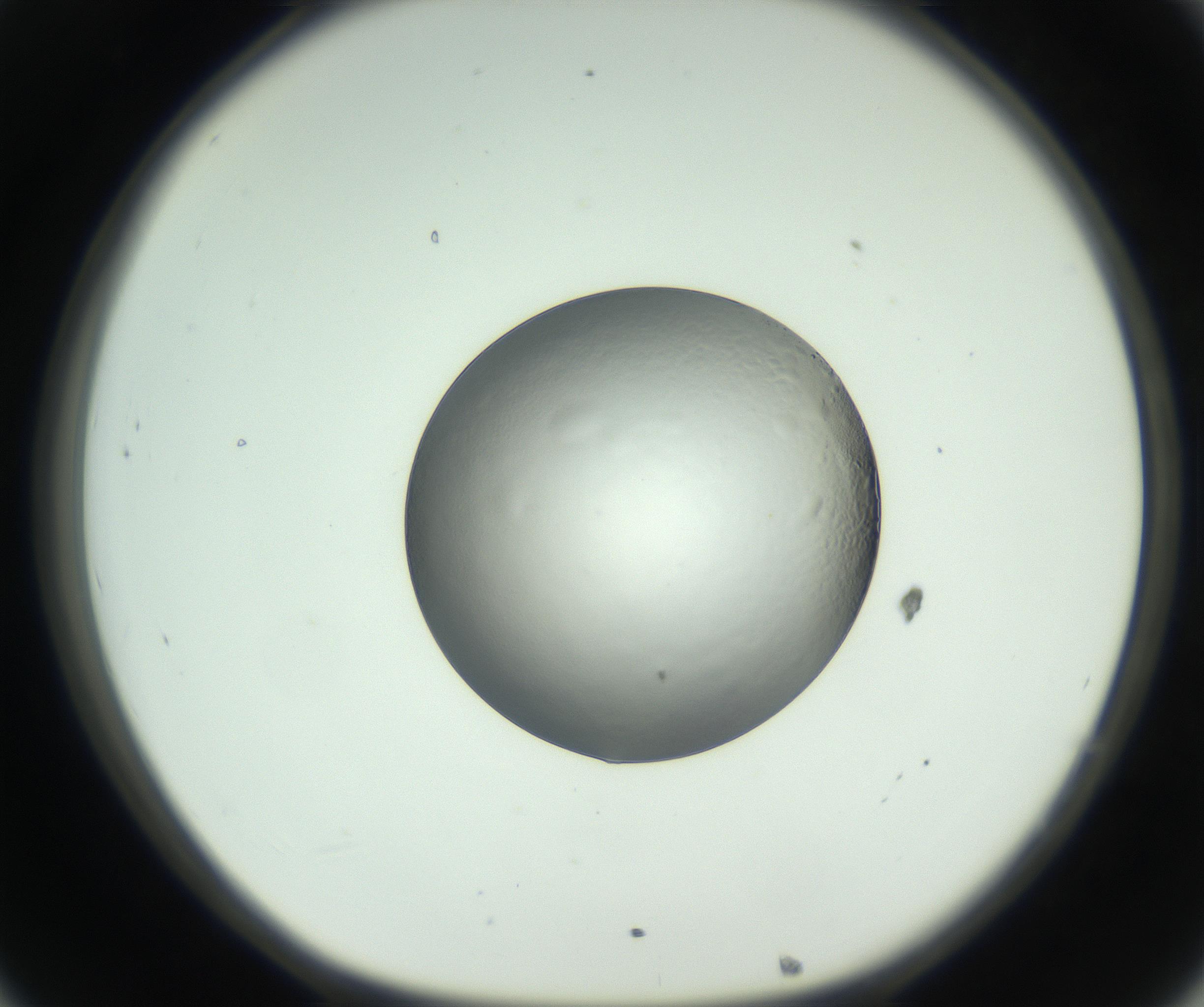 RI01_03_000_0212_Proj1_Clon1_MC_0000MC102745_005_160927_08_03_01_00_99_002_001_RAI.jpg