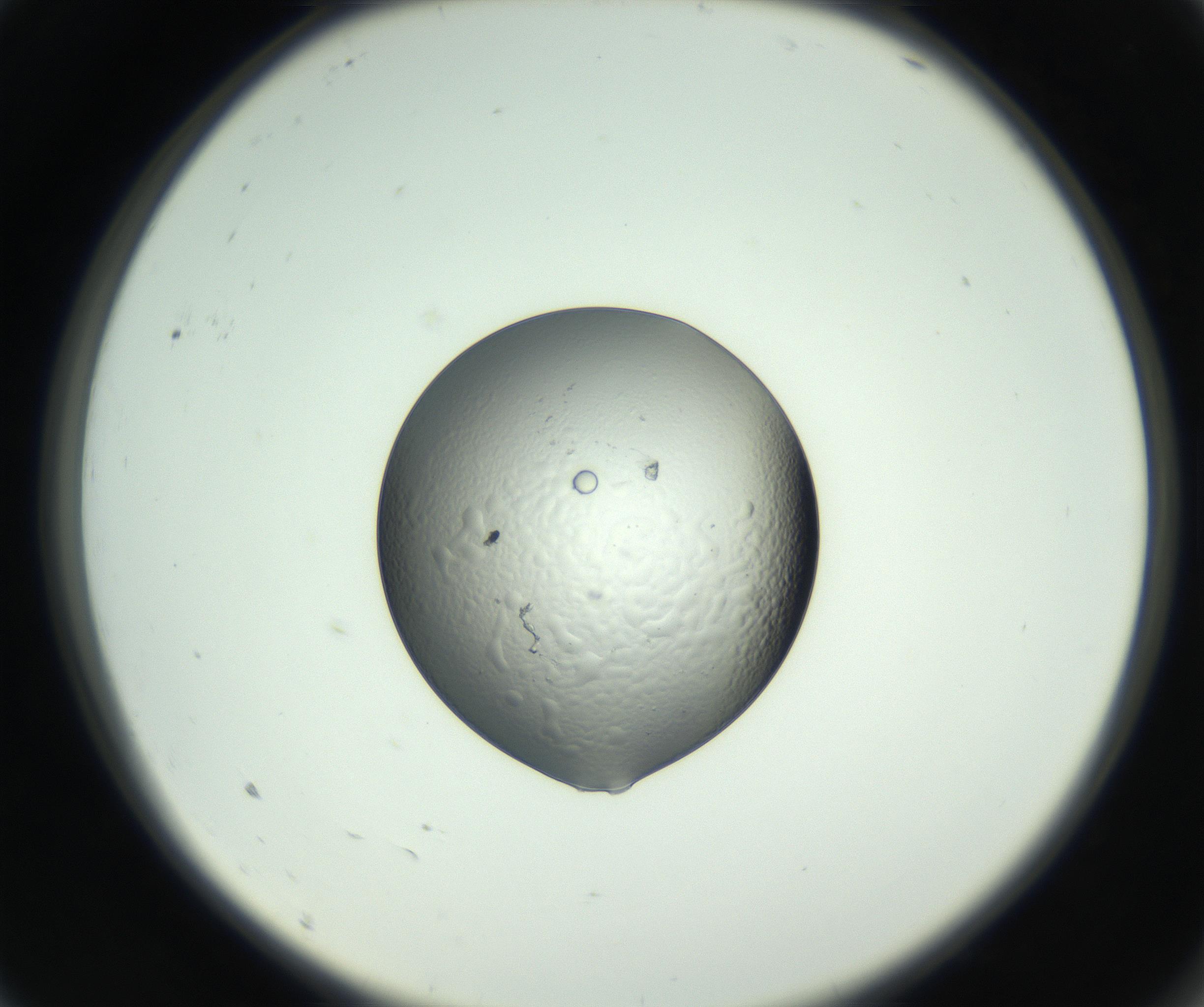 RI01_03_000_0212_Proj1_Clon1_MC_0000MC102745_005_160927_09_01_02_00_99_002_001_RAI.jpg