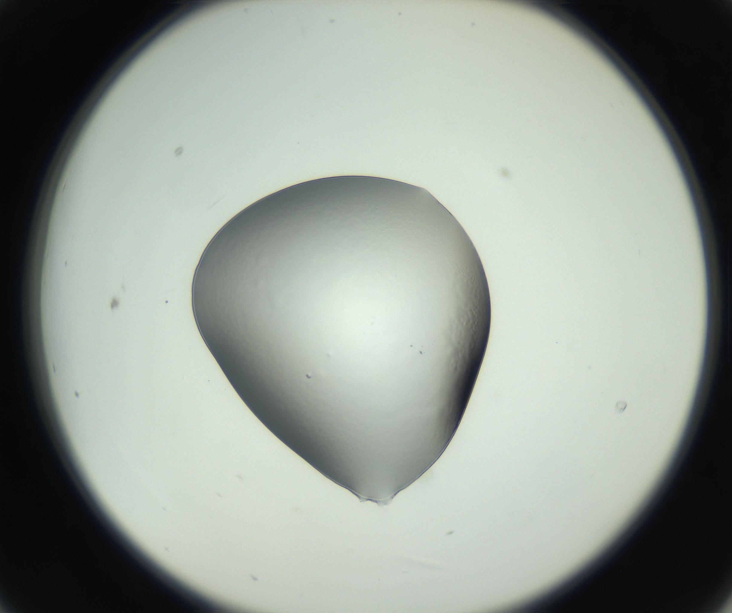 RI01_03_000_0212_Proj1_Clon1_MC_0000MC102745_005_160927_09_02_02_00_99_002_001_RAI.jpg