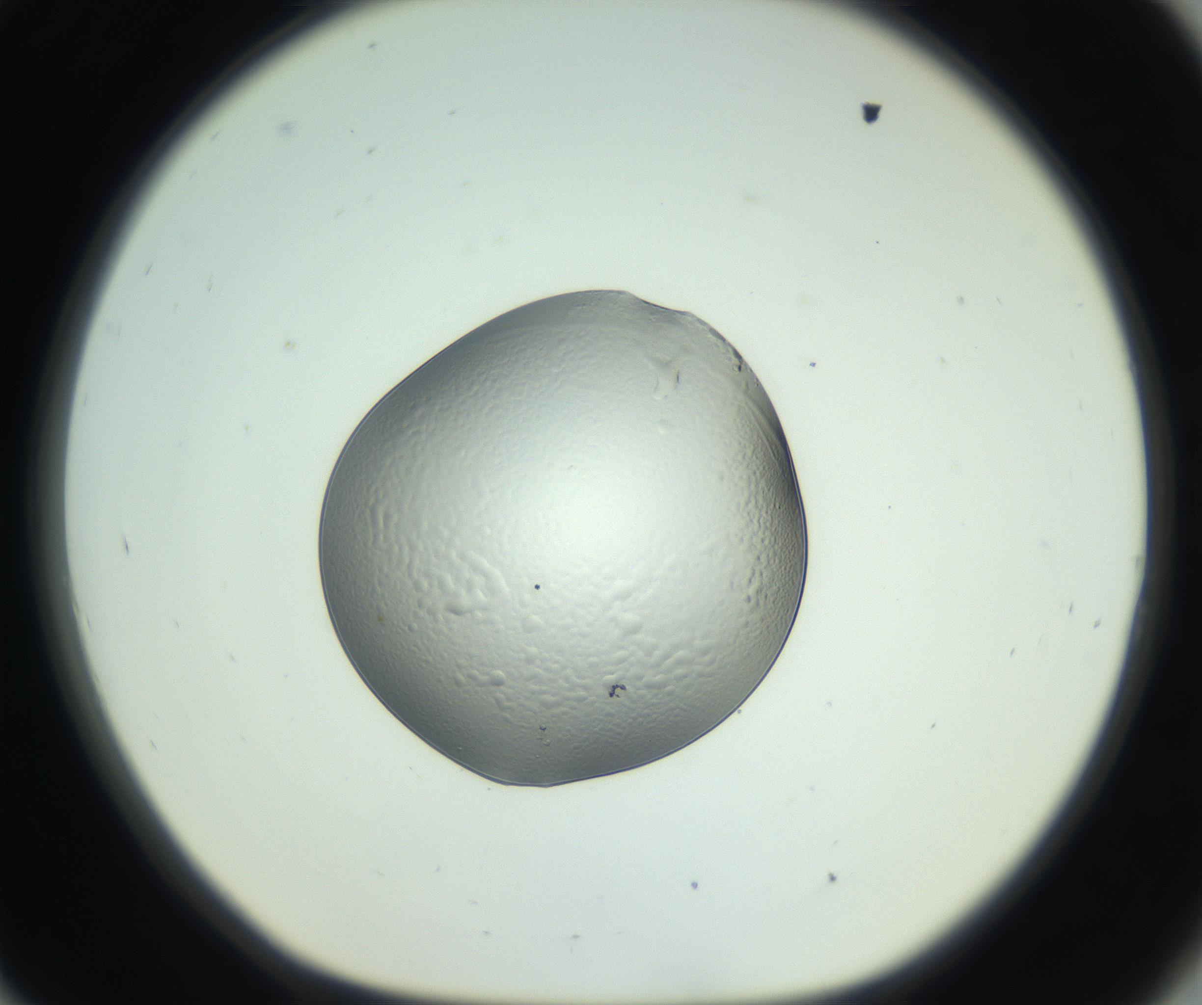 RI01_03_000_0212_Proj1_Clon1_MC_0000MC102745_005_160927_09_08_01_00_99_002_001_RAI.jpg
