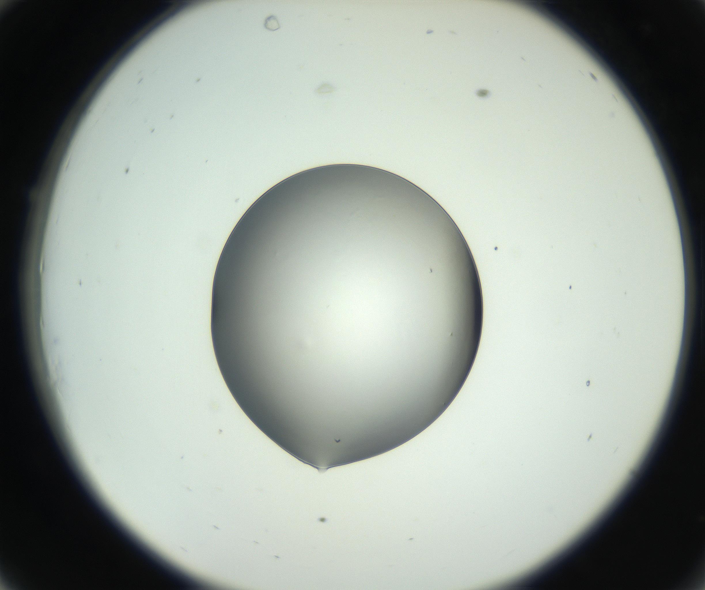 RI01_03_000_0212_Proj1_Clon1_MC_0000MC102745_005_160927_10_03_02_00_99_002_001_RAI.jpg
