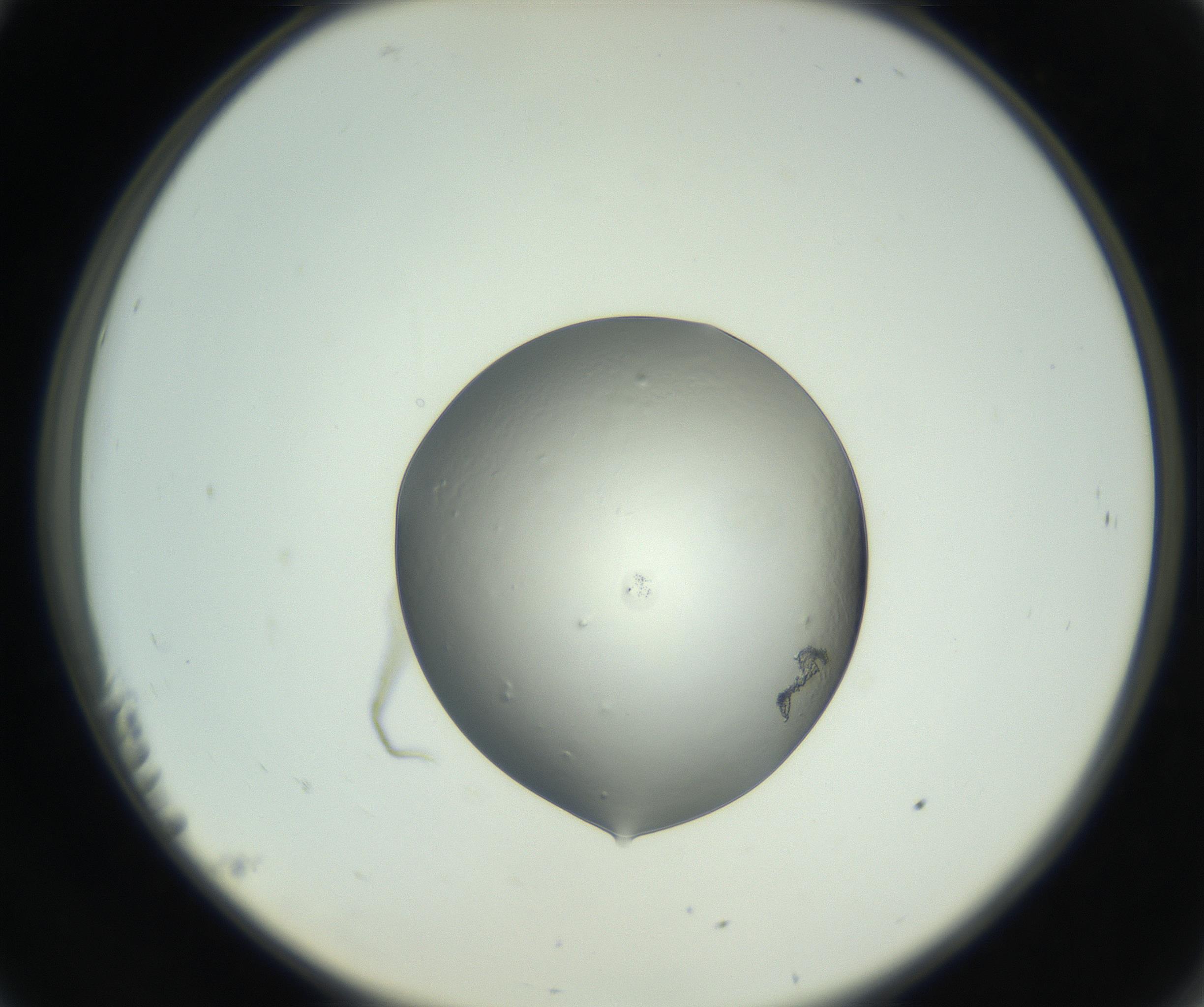 RI01_03_000_0212_Proj1_Clon1_MC_0000MC102745_005_160927_11_02_02_00_99_002_001_RAI.jpg