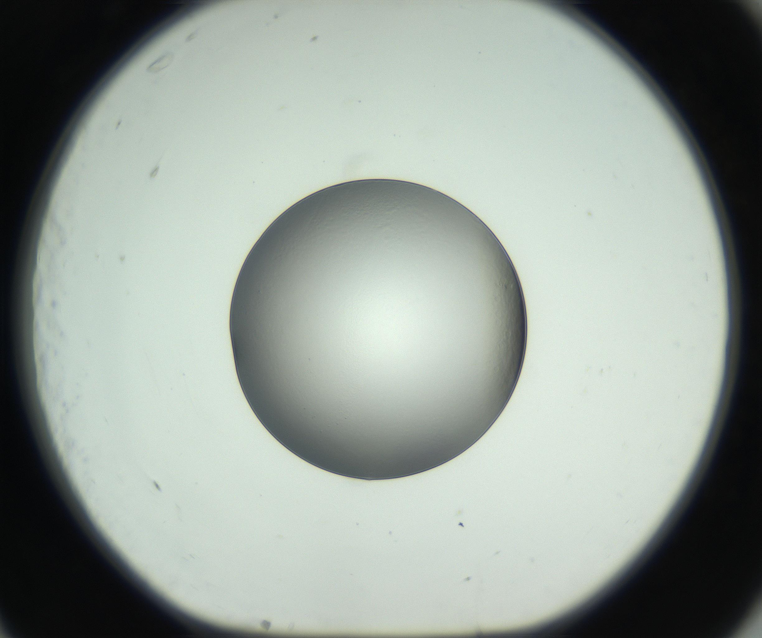 RI01_03_000_0212_Proj1_Clon1_MC_0000MC102745_005_160927_11_07_01_00_99_002_001_RAI.jpg