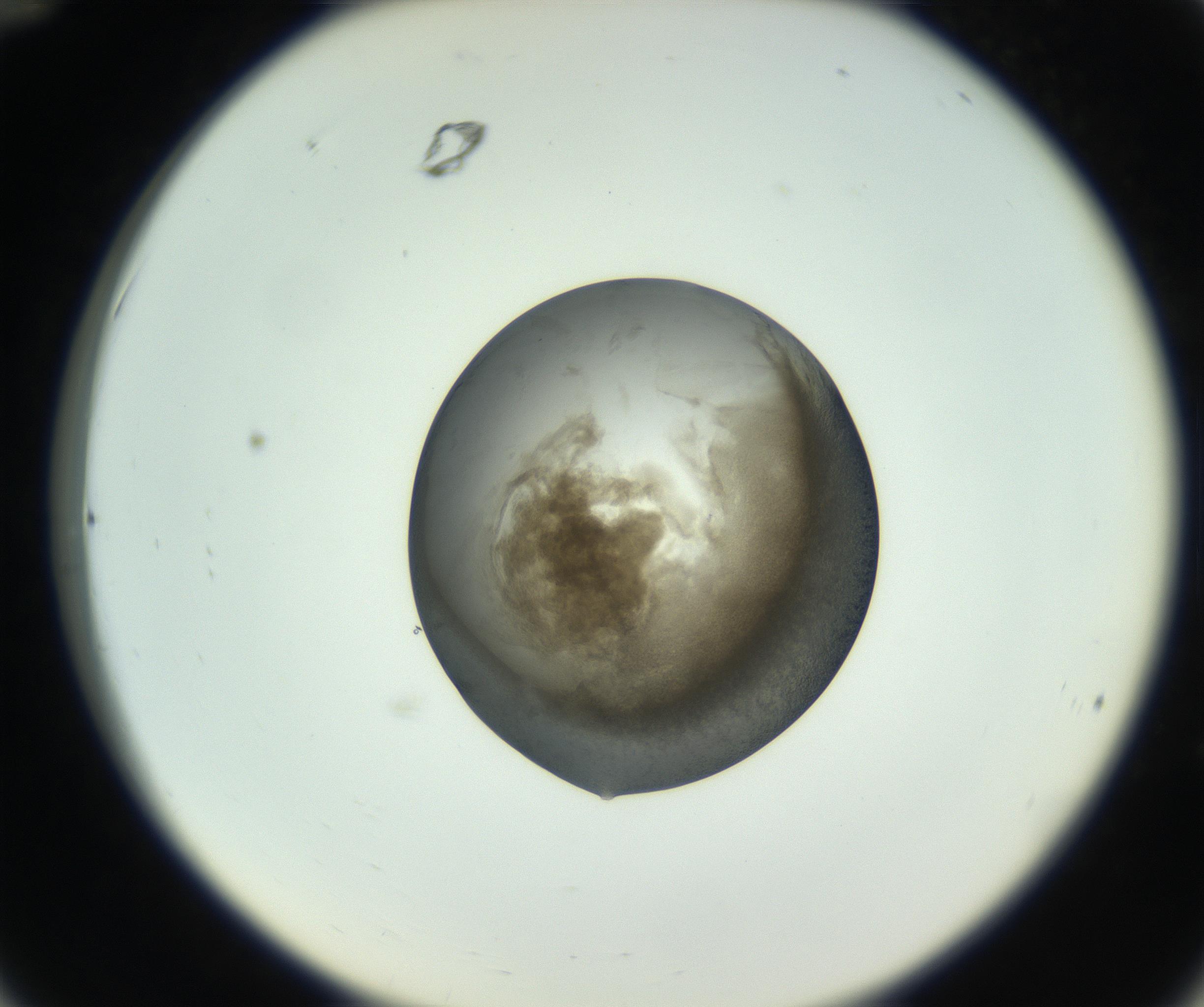 RI01_03_000_0212_Proj1_Clon1_MC_0000MC102745_005_160927_12_03_02_00_99_002_001_RAI.jpg