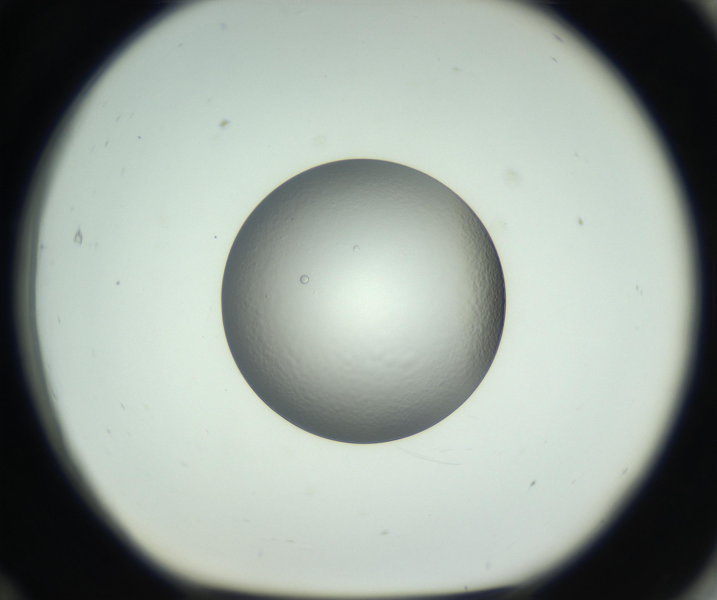 RI01_03_000_0212_Proj1_Clon1_MC_0000MC102745_005_160927_12_07_01_00_99_002_001_RAI.jpg