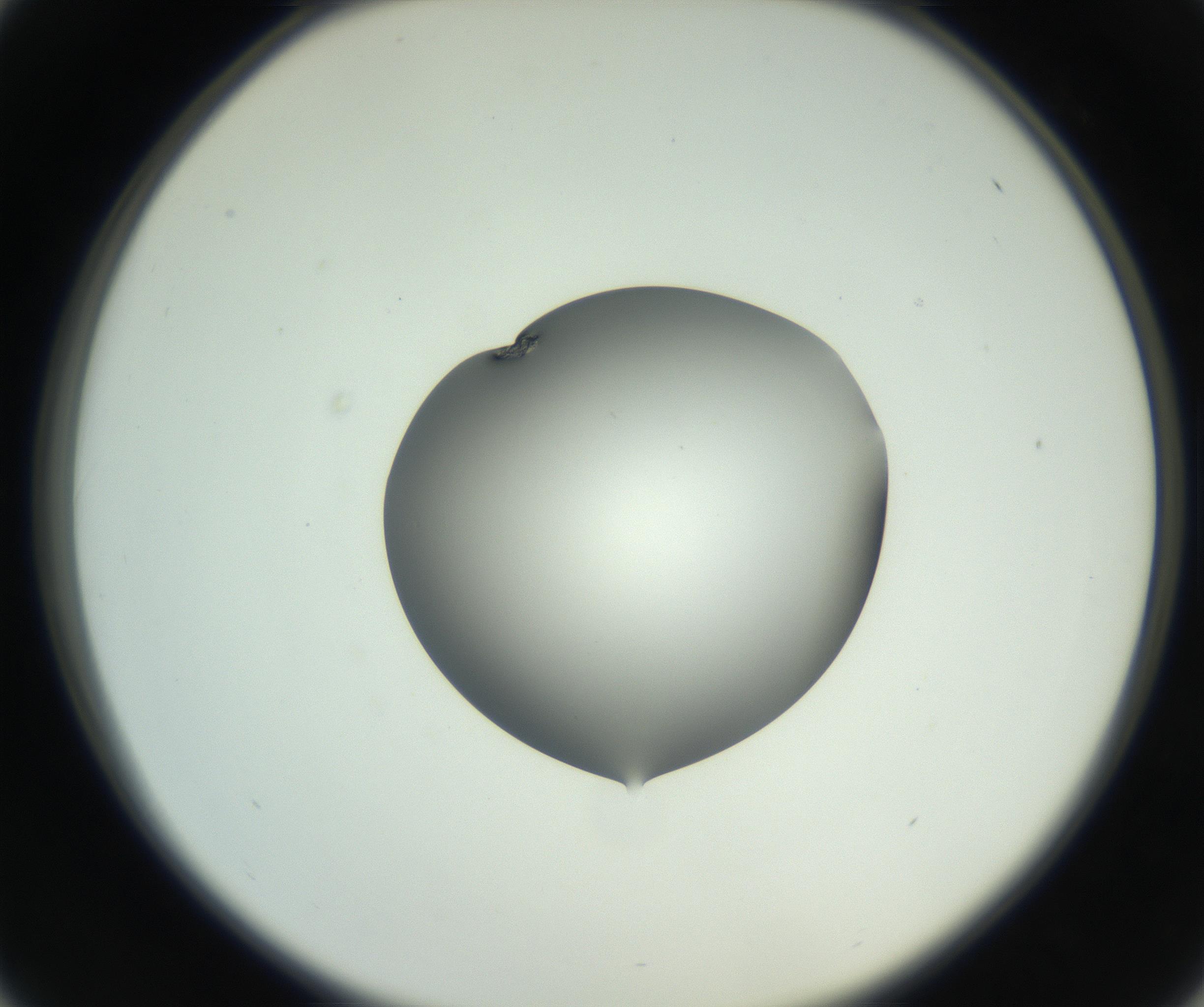 RI01_03_000_0212_Proj1_Clon1_MC_0000MC102746_002_160922_01_04_02_00_99_002_001_RAI.jpg