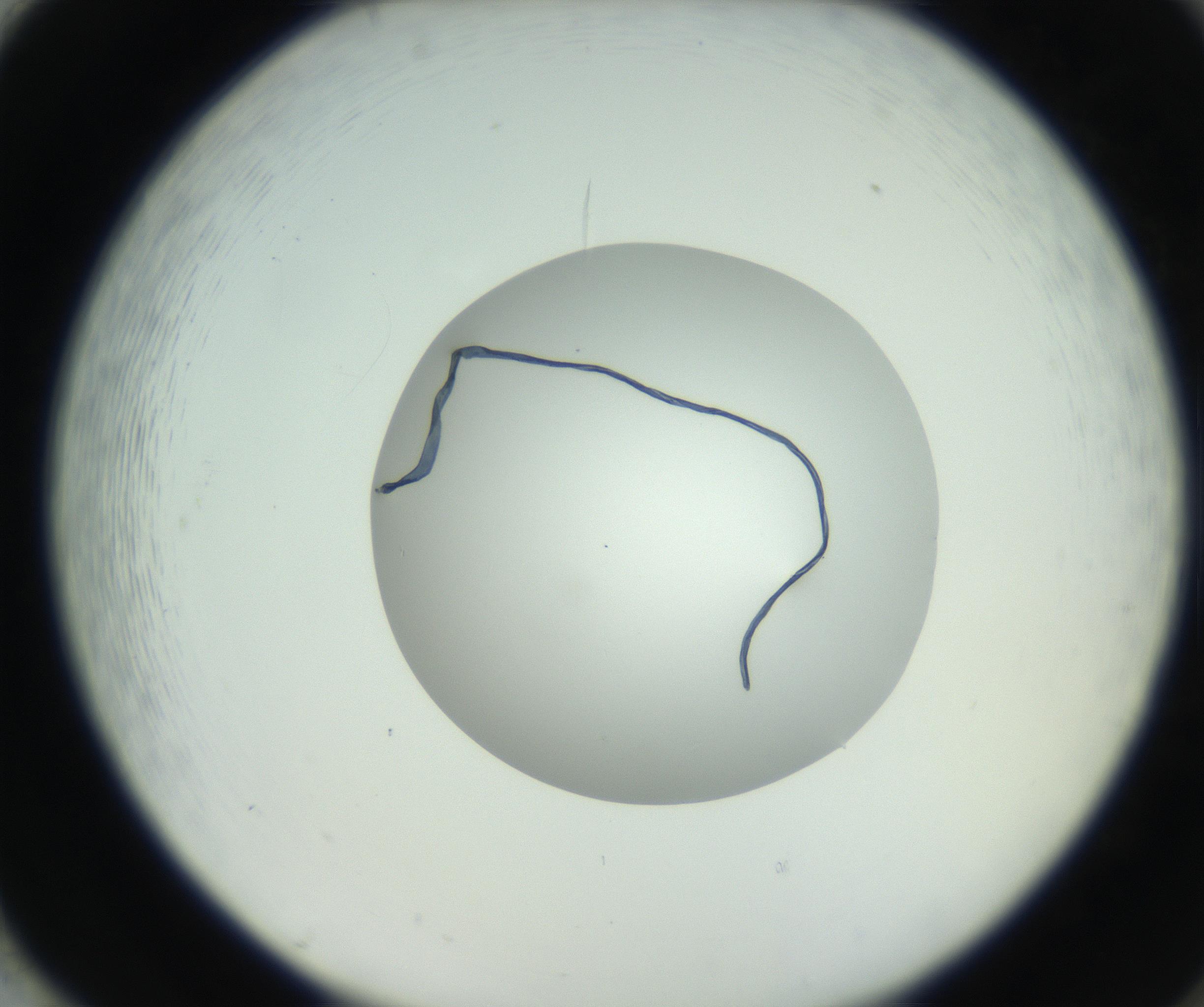 RI01_03_000_0212_Proj1_Clon1_MC_0000MC102746_002_160922_02_08_02_00_99_002_001_RAI.jpg