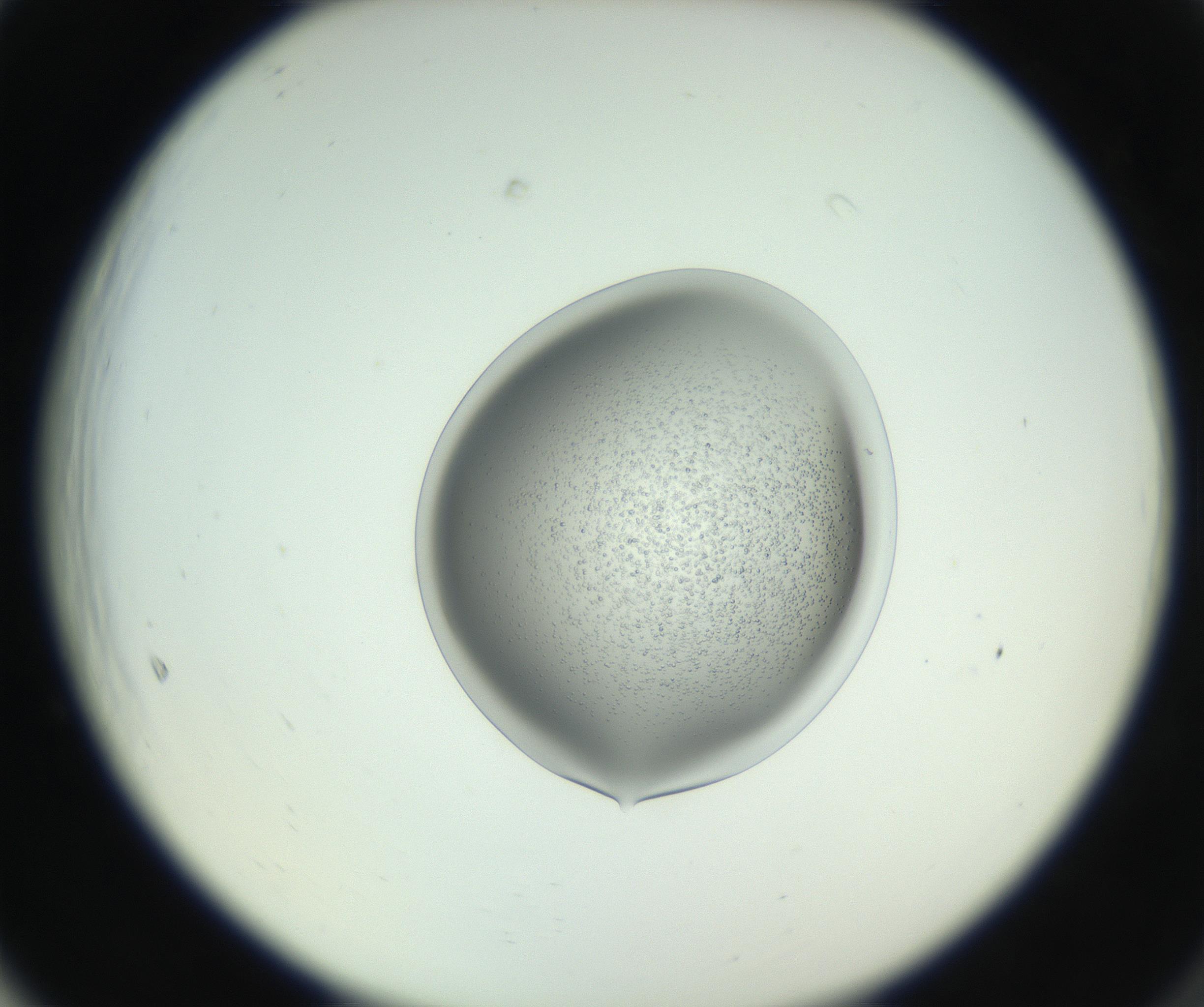RI01_03_000_0212_Proj1_Clon1_MC_0000MC102746_002_160922_05_06_02_00_99_002_001_RAI.jpg