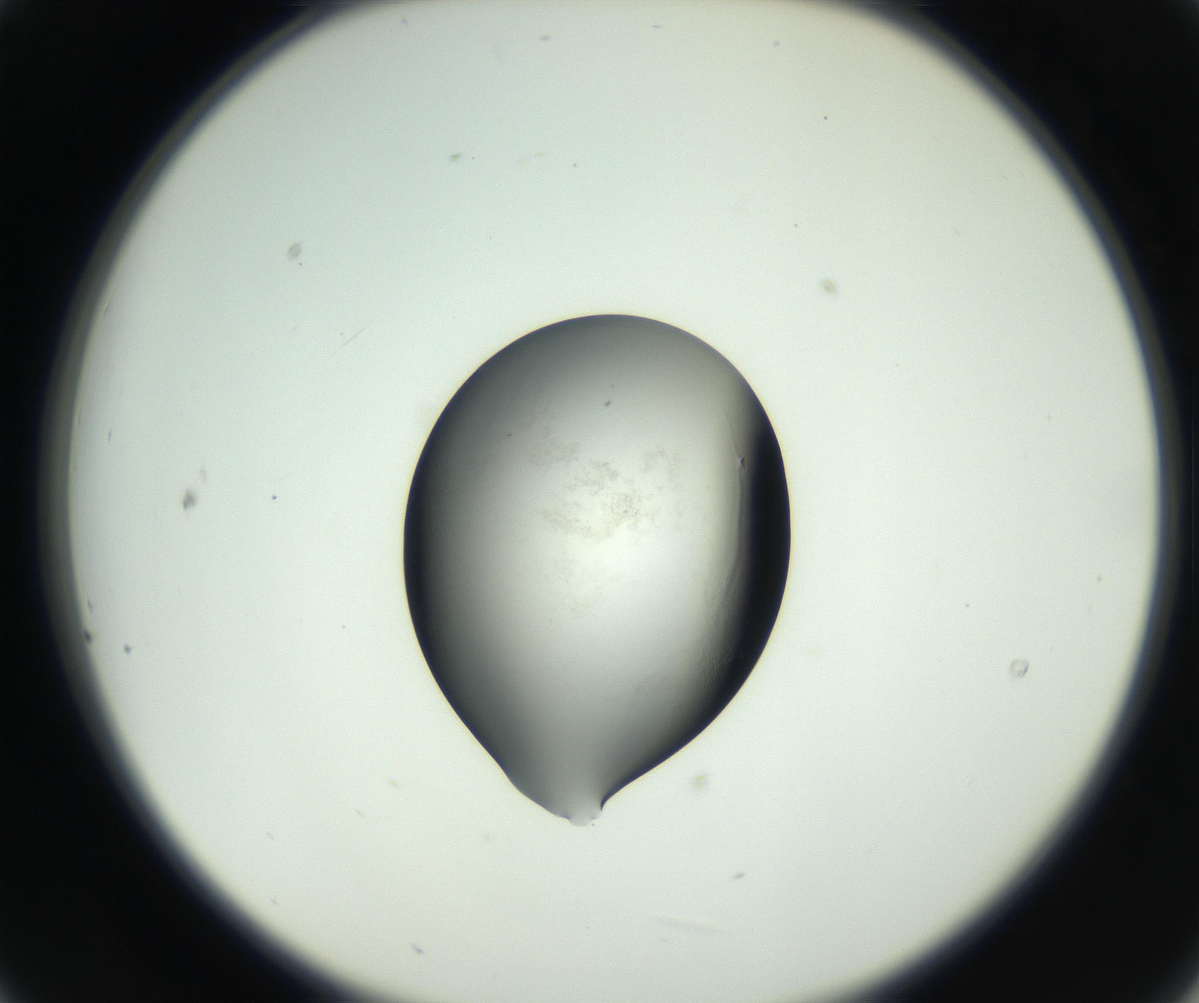 RI01_03_000_0212_Proj1_Clon1_MC_0000MC102746_002_160922_09_02_02_00_99_002_001_RAI.jpg