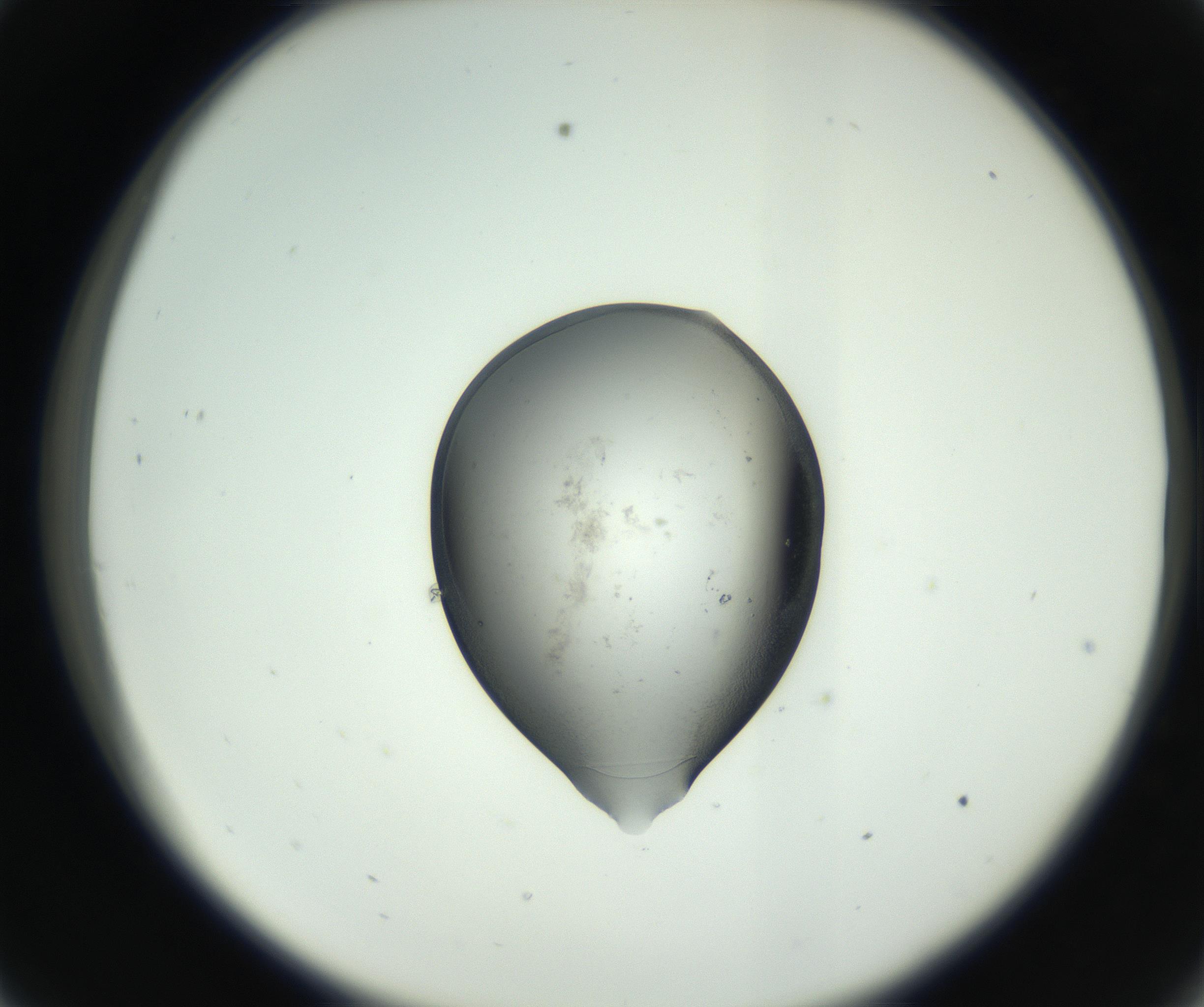 RI01_03_000_0212_Proj1_Clon1_MC_0000MC102746_002_160922_09_03_02_00_99_002_001_RAI.jpg