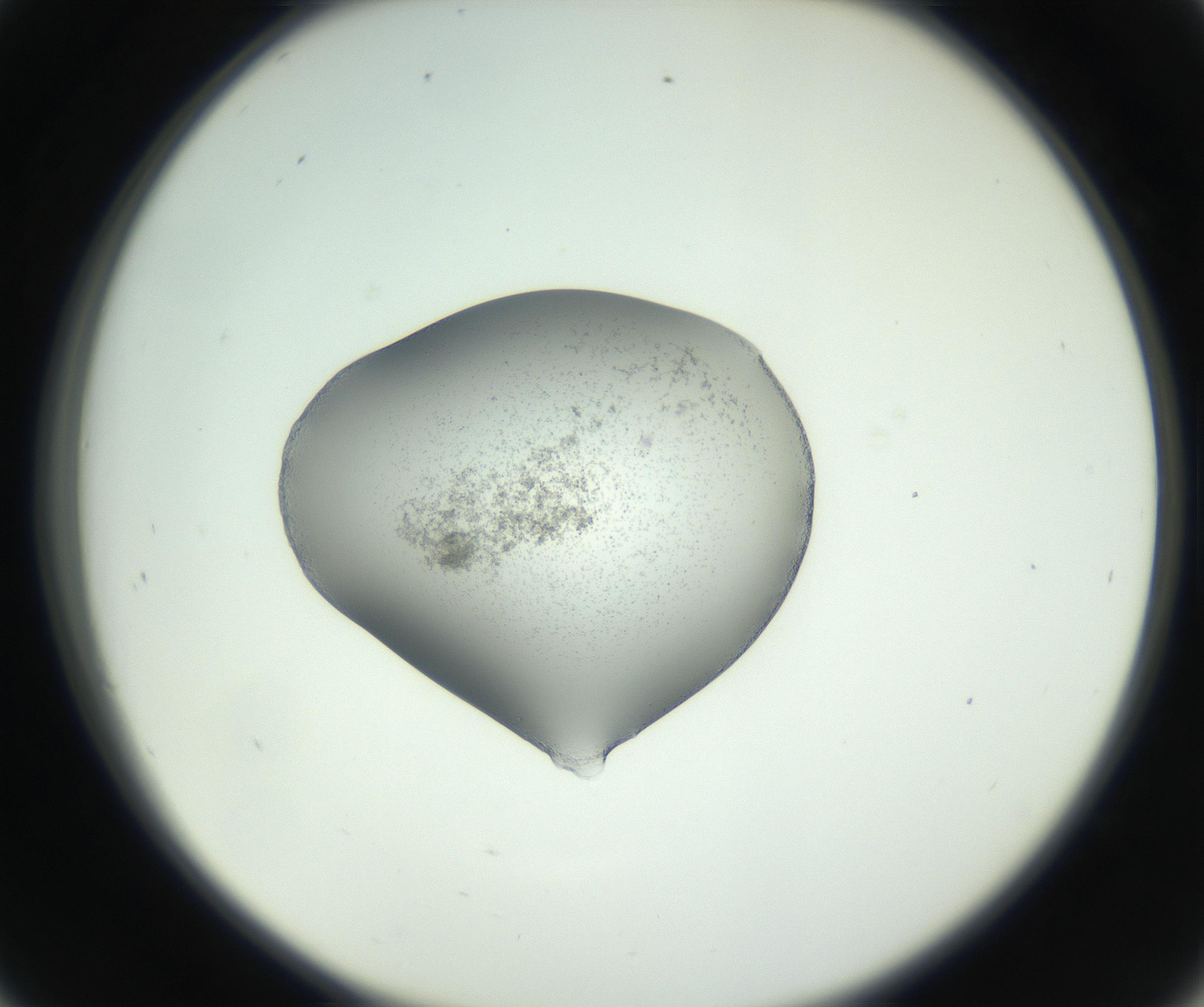 RI01_03_000_0212_Proj1_Clon1_MC_0000MC102746_002_160922_09_04_02_00_99_002_001_RAI.jpg