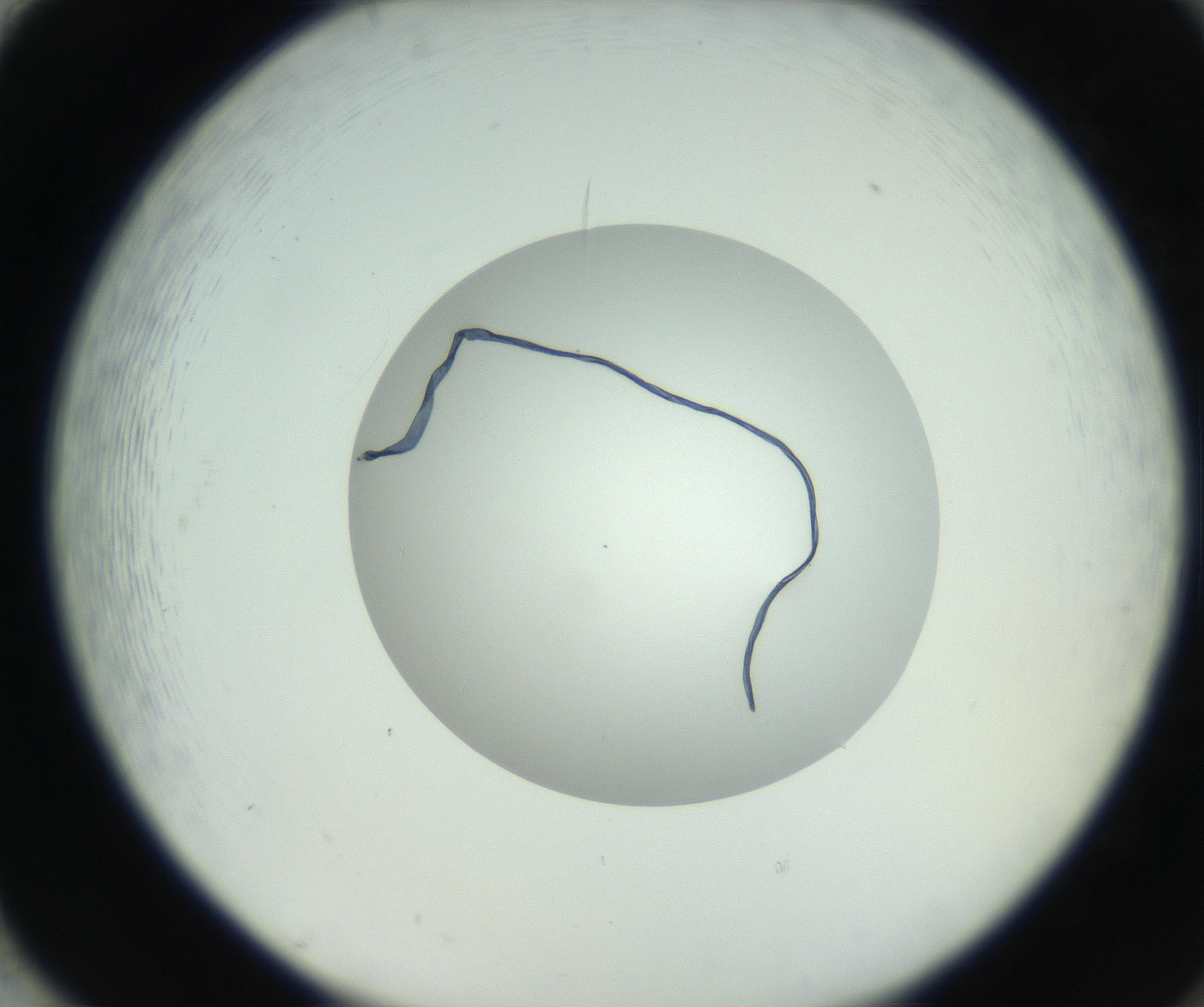 RI01_03_000_0212_Proj1_Clon1_MC_0000MC102746_005_160927_02_08_02_00_99_002_001_RAI.jpg