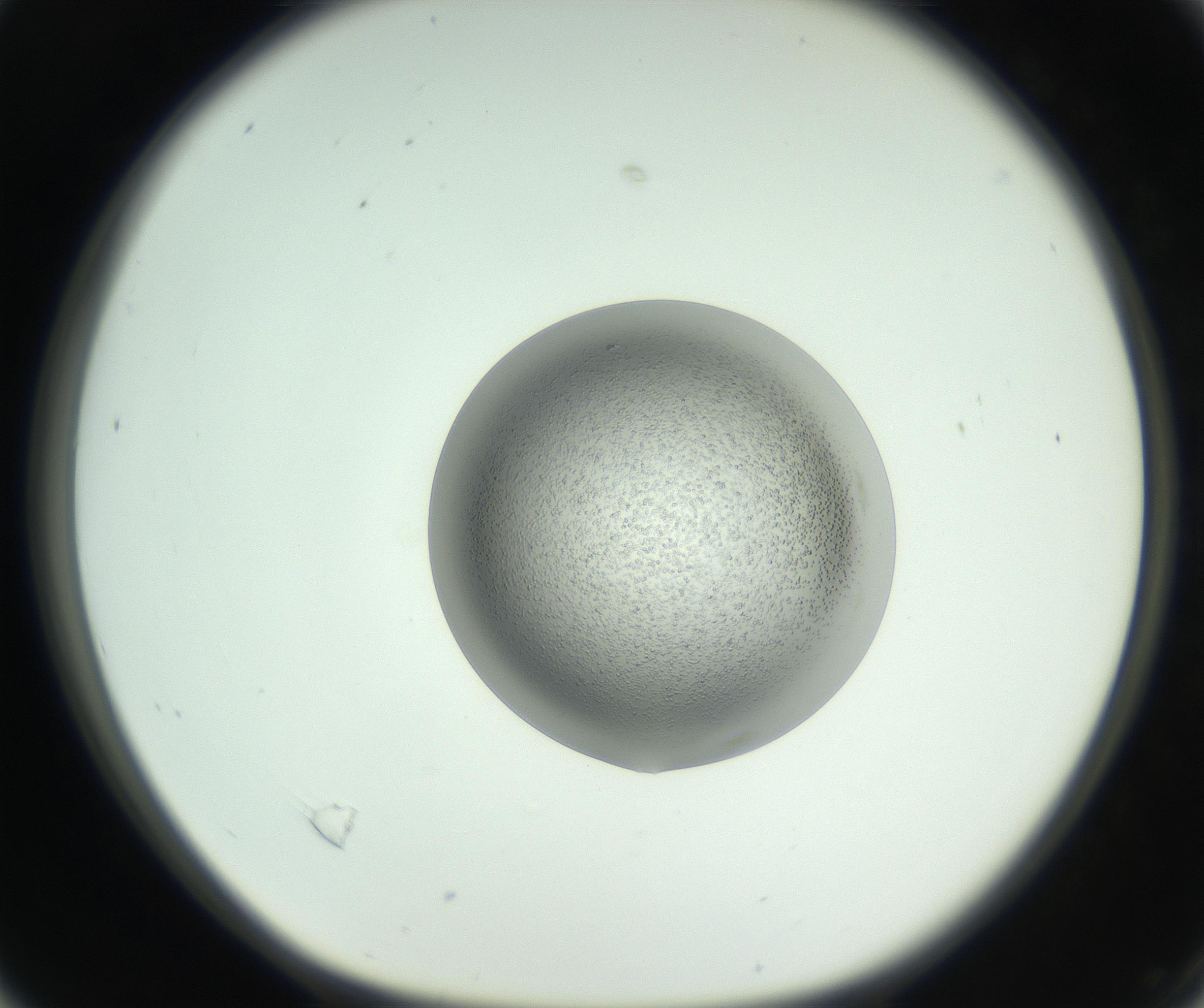 RI01_03_000_0212_Proj1_Clon1_MC_0000MC102746_005_160927_04_02_01_00_99_002_001_RAI.jpg
