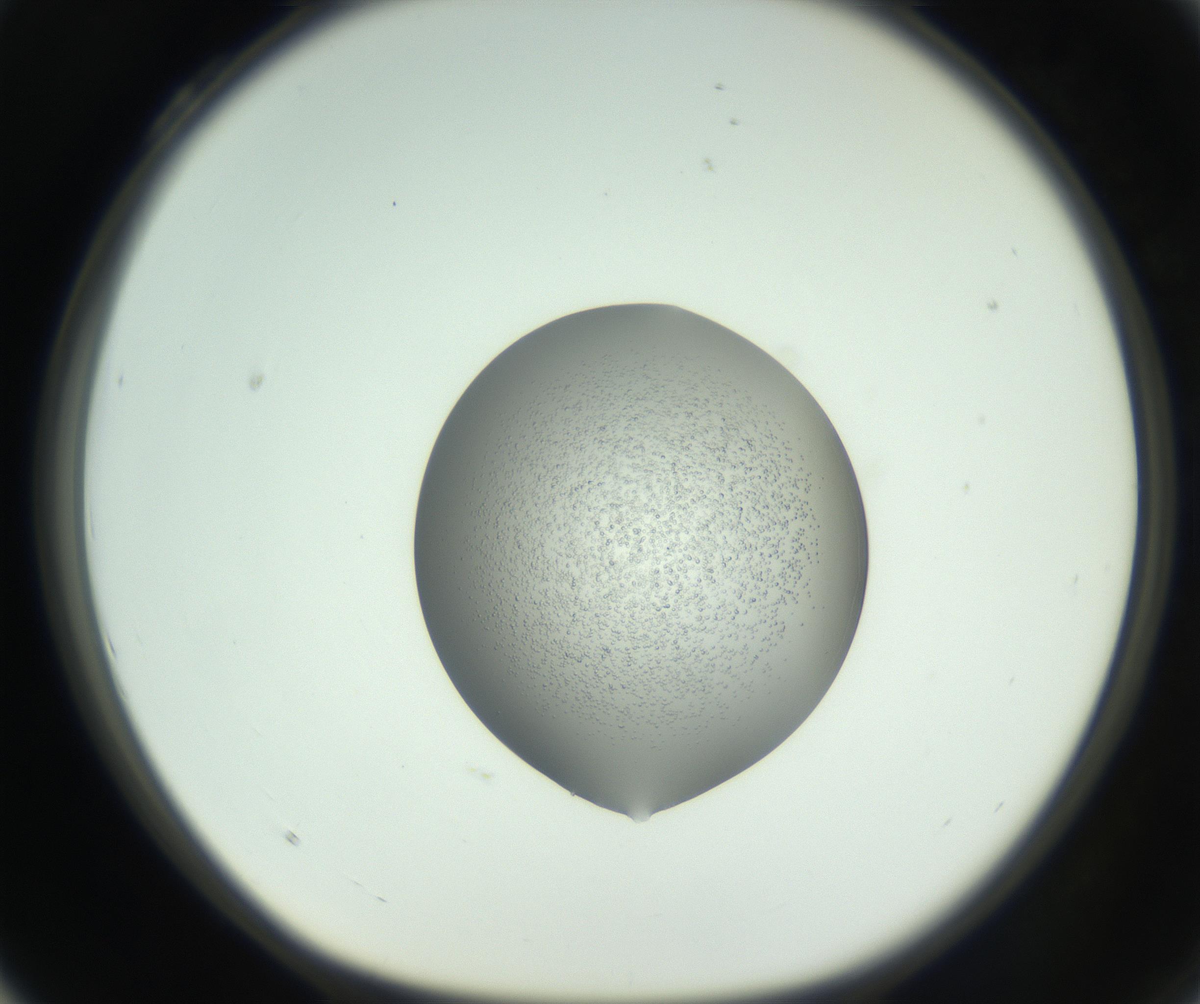 RI01_03_000_0212_Proj1_Clon1_MC_0000MC102746_005_160927_04_03_01_00_99_002_001_RAI.jpg