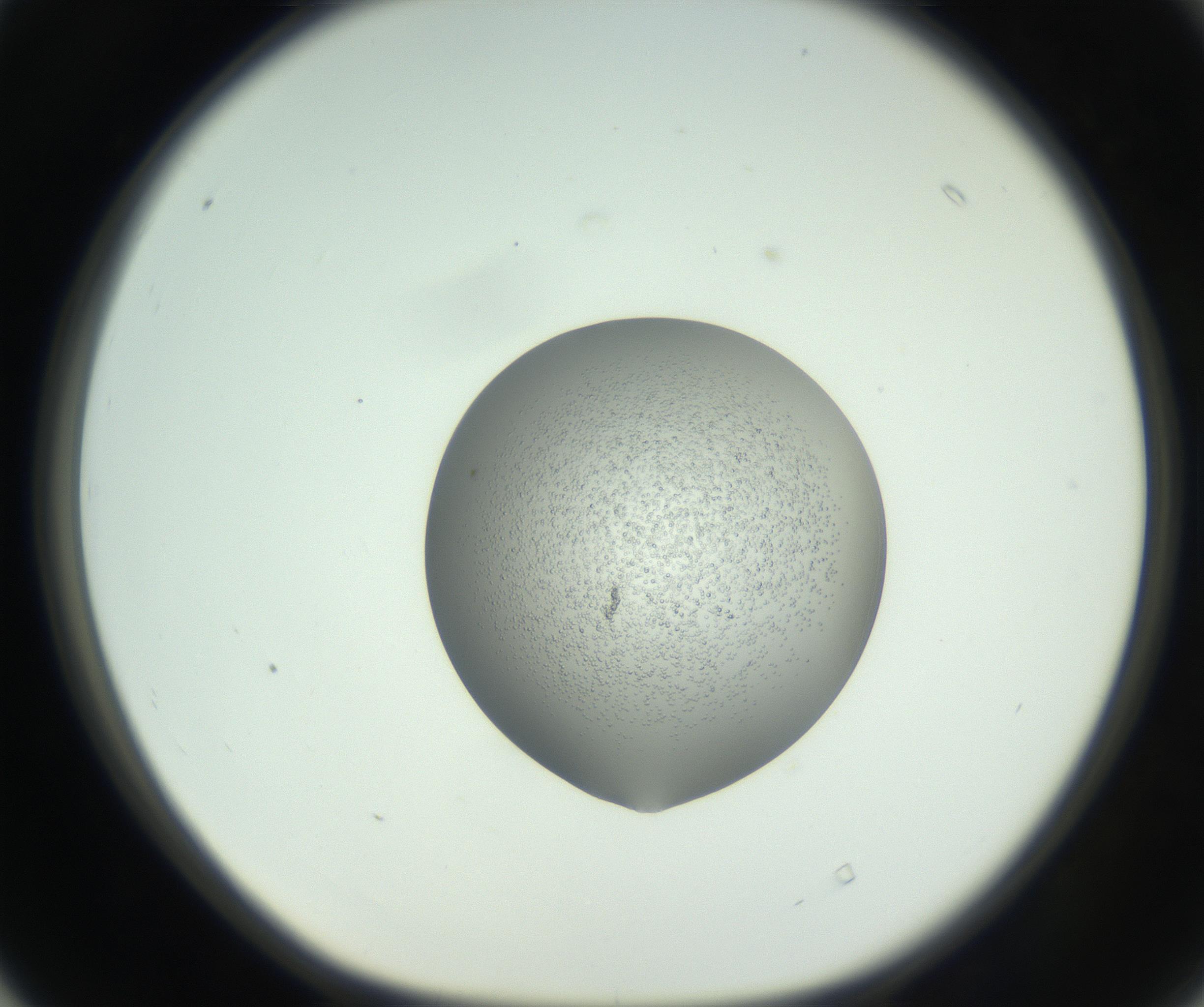 RI01_03_000_0212_Proj1_Clon1_MC_0000MC102746_005_160927_04_04_01_00_99_002_001_RAI.jpg