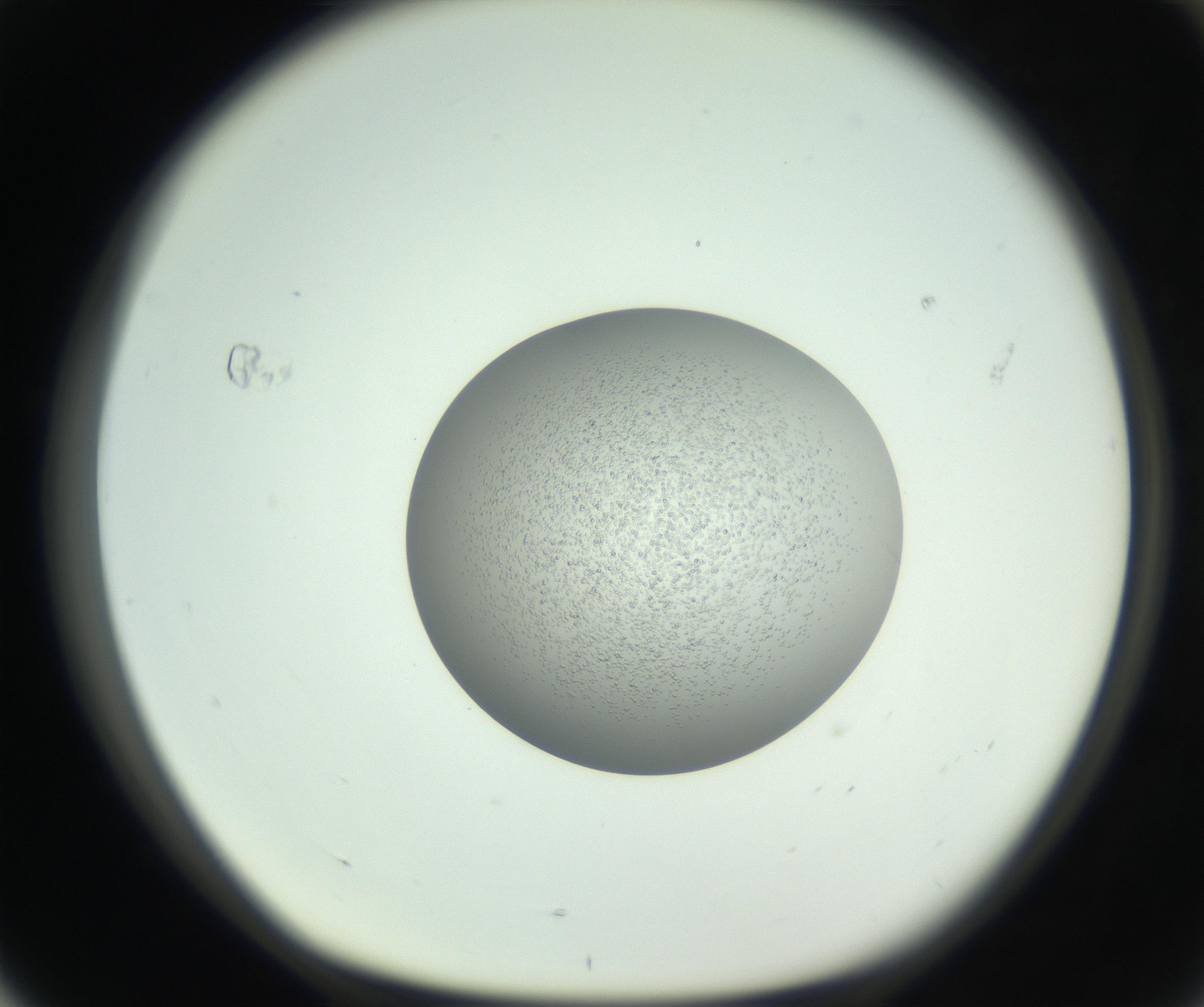 RI01_03_000_0212_Proj1_Clon1_MC_0000MC102746_005_160927_04_07_01_00_99_002_001_RAI.jpg