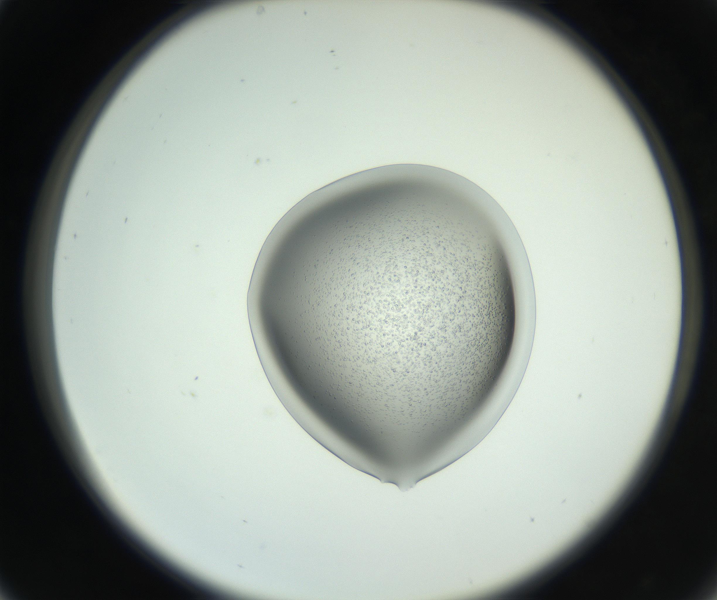 RI01_03_000_0212_Proj1_Clon1_MC_0000MC102746_005_160927_05_03_02_00_99_002_001_RAI.jpg