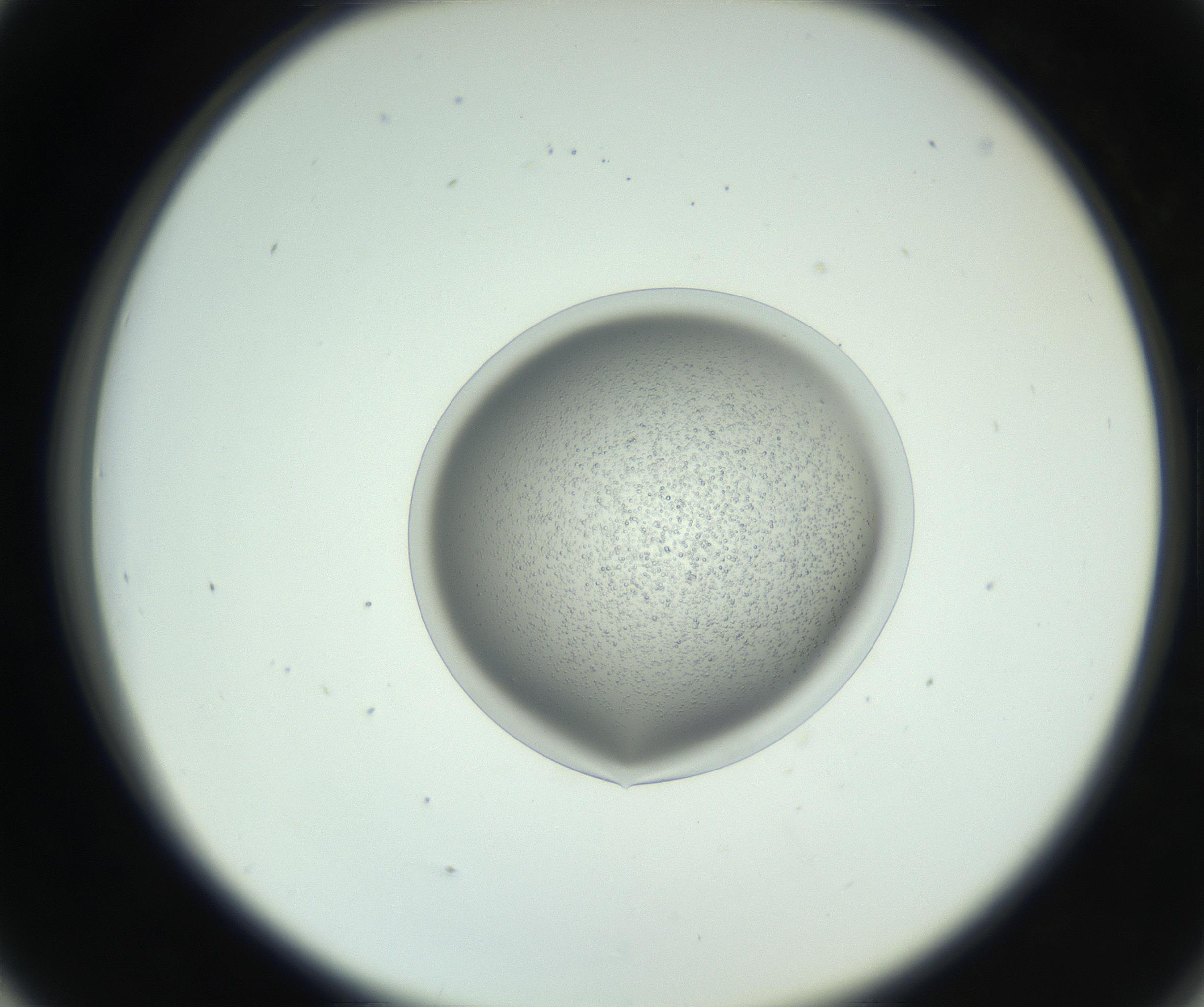 RI01_03_000_0212_Proj1_Clon1_MC_0000MC102746_005_160927_05_04_02_00_99_002_001_RAI.jpg