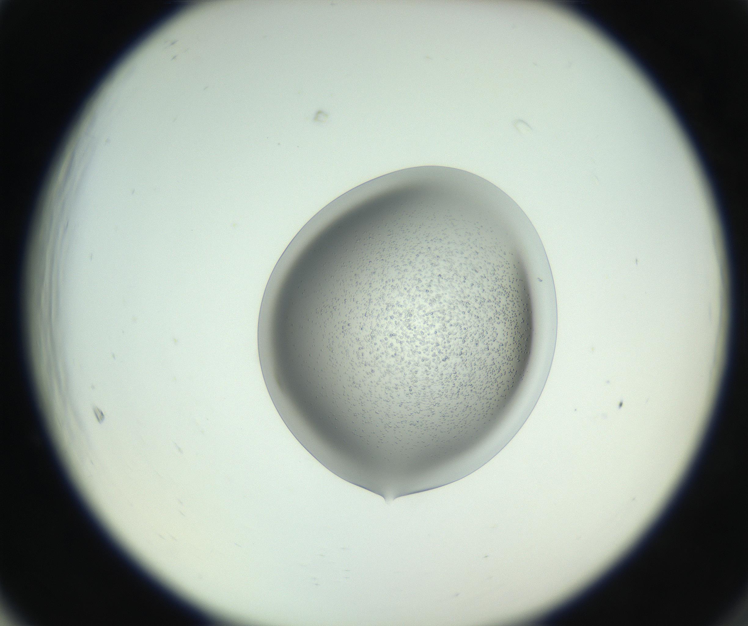 RI01_03_000_0212_Proj1_Clon1_MC_0000MC102746_005_160927_05_06_02_00_99_002_001_RAI.jpg
