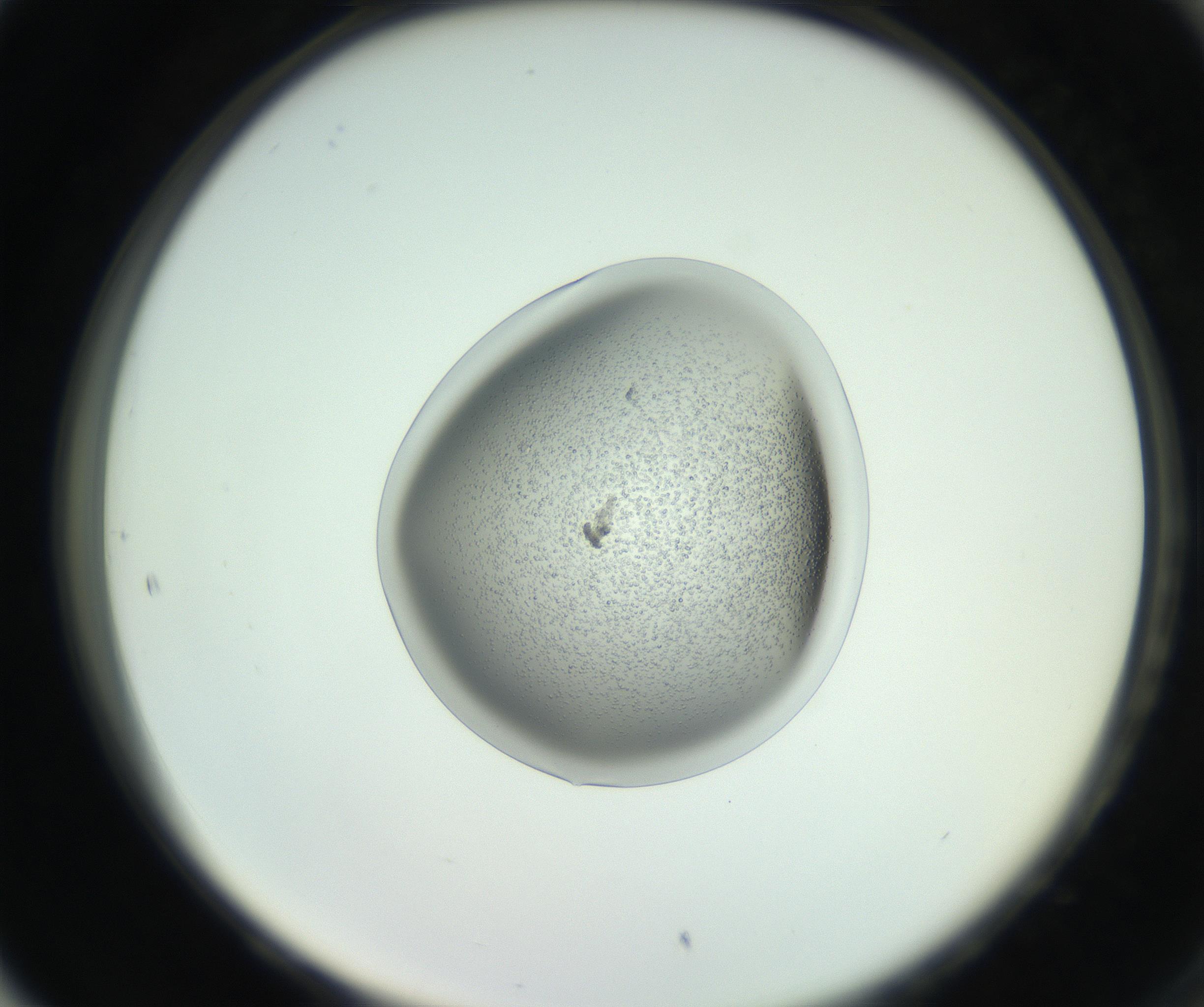 RI01_03_000_0212_Proj1_Clon1_MC_0000MC102746_005_160927_05_08_02_00_99_002_001_RAI.jpg