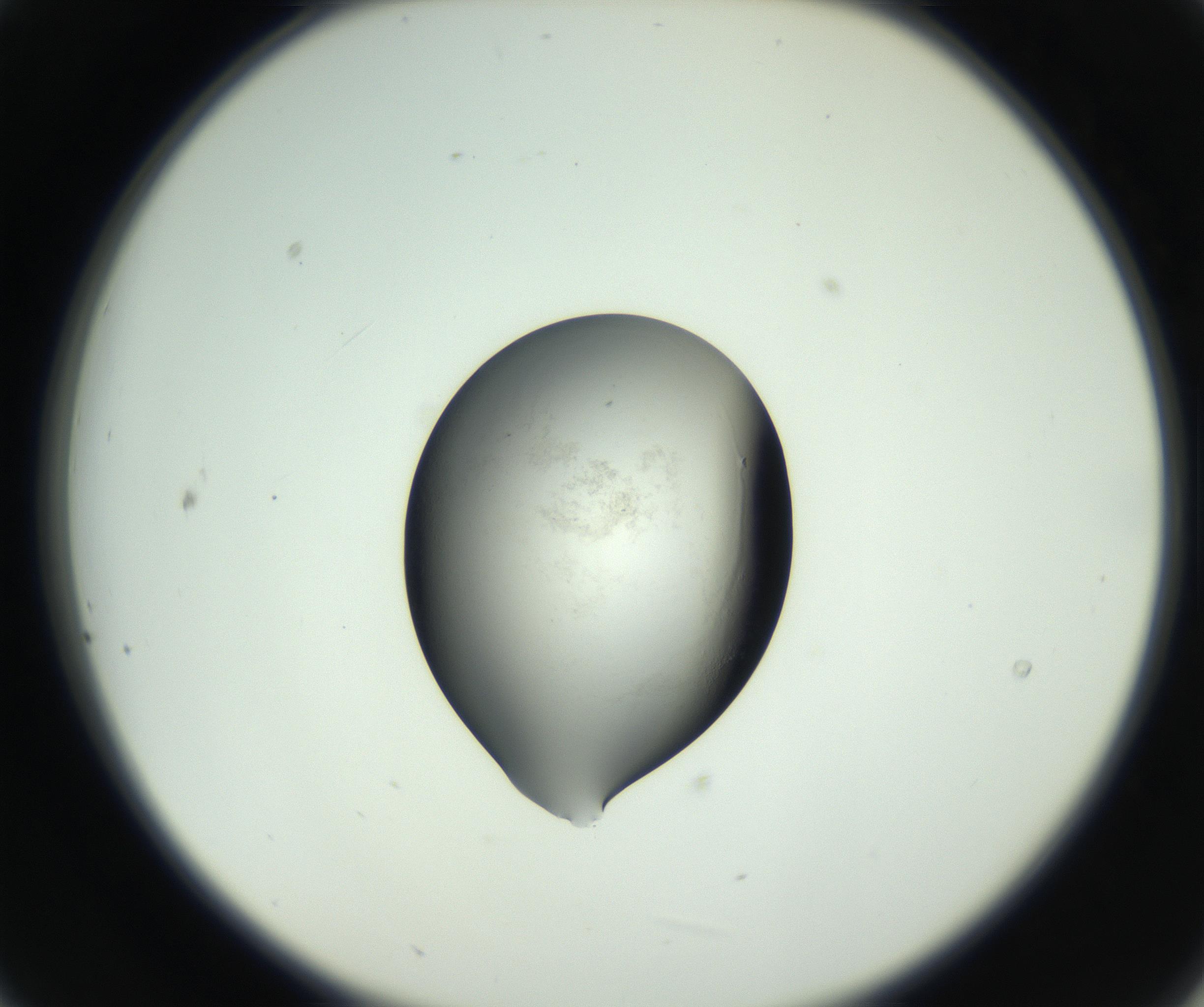 RI01_03_000_0212_Proj1_Clon1_MC_0000MC102746_005_160927_09_02_02_00_99_002_001_RAI.jpg