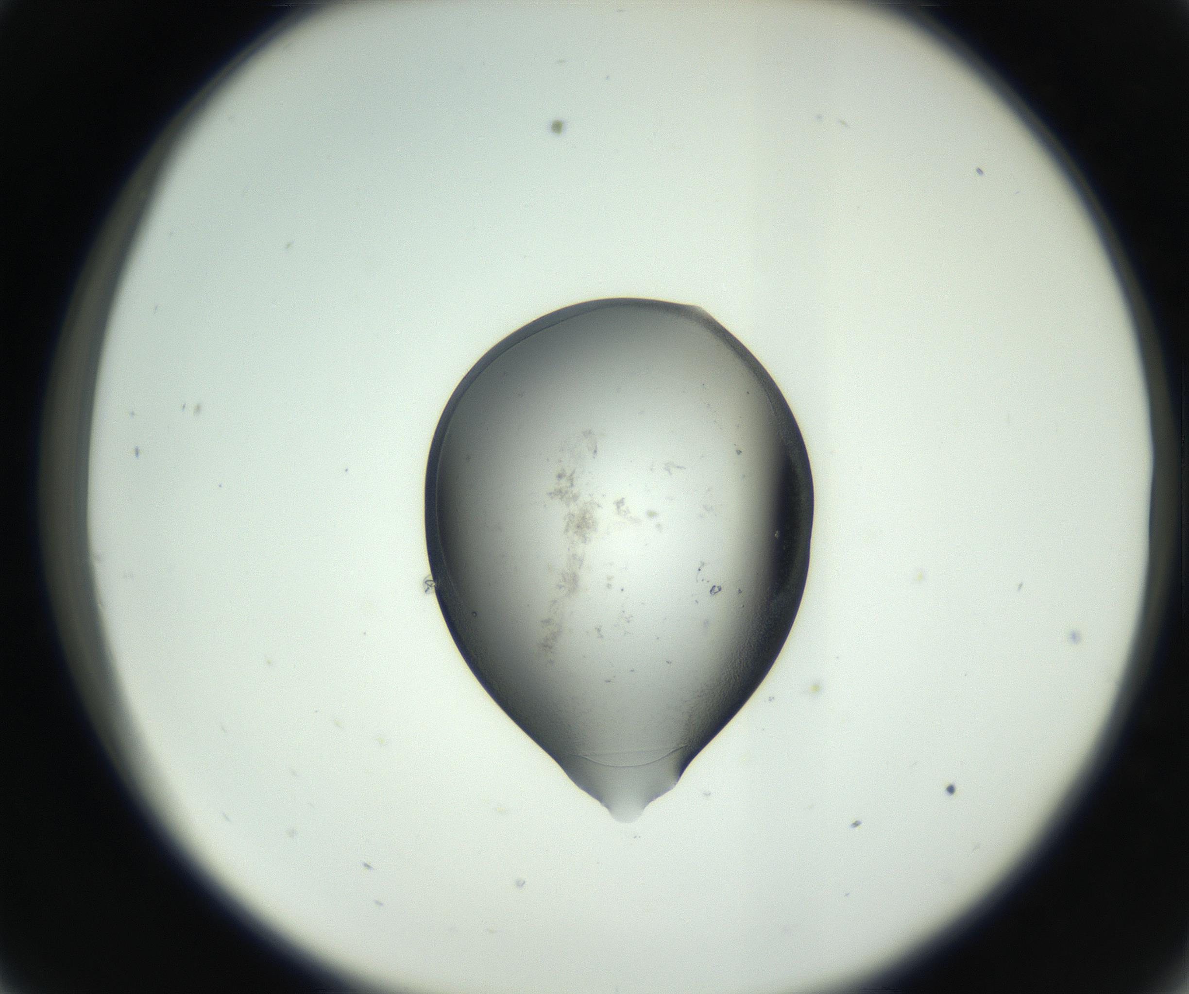 RI01_03_000_0212_Proj1_Clon1_MC_0000MC102746_005_160927_09_03_02_00_99_002_001_RAI.jpg
