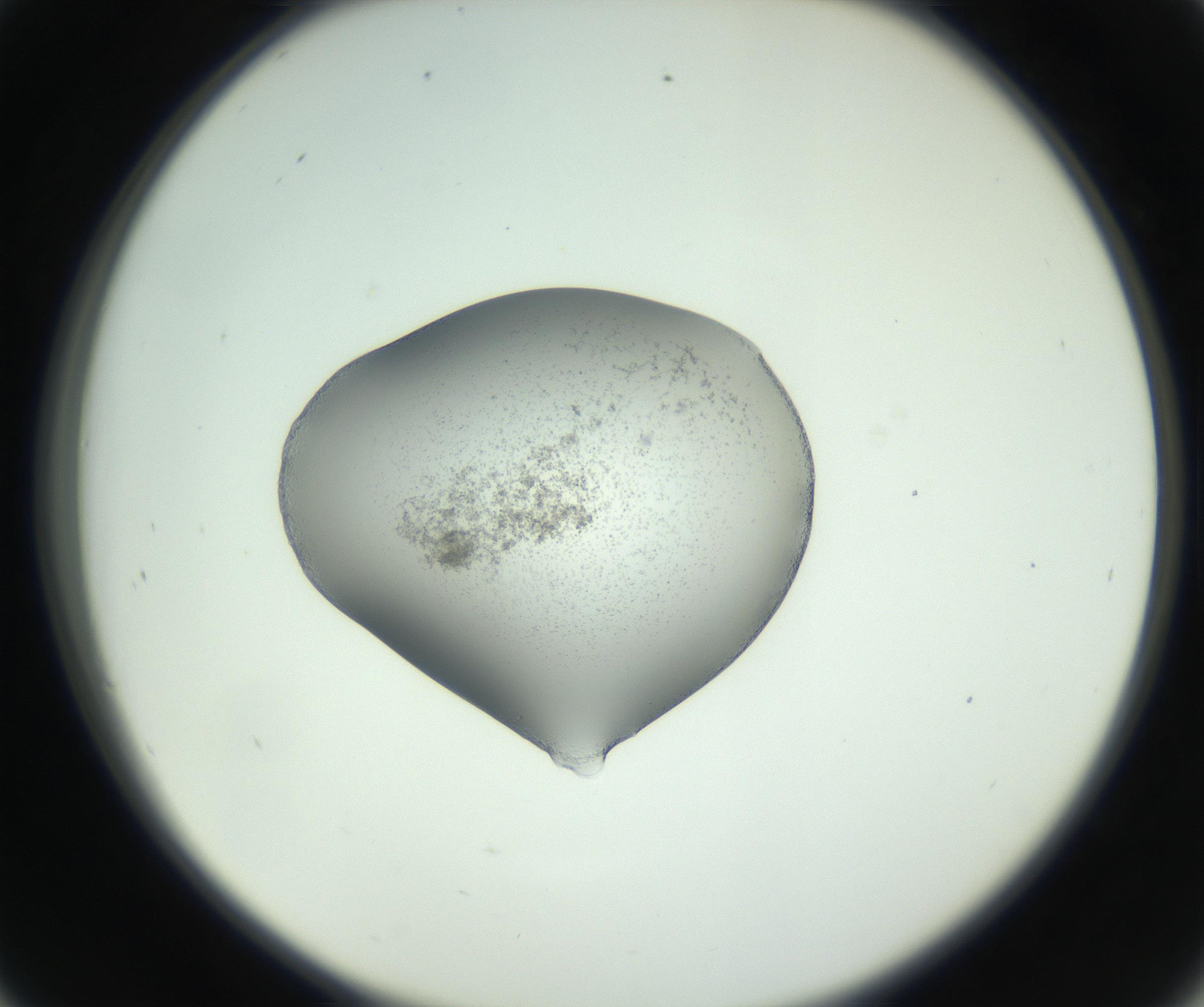RI01_03_000_0212_Proj1_Clon1_MC_0000MC102746_005_160927_09_04_02_00_99_002_001_RAI.jpg
