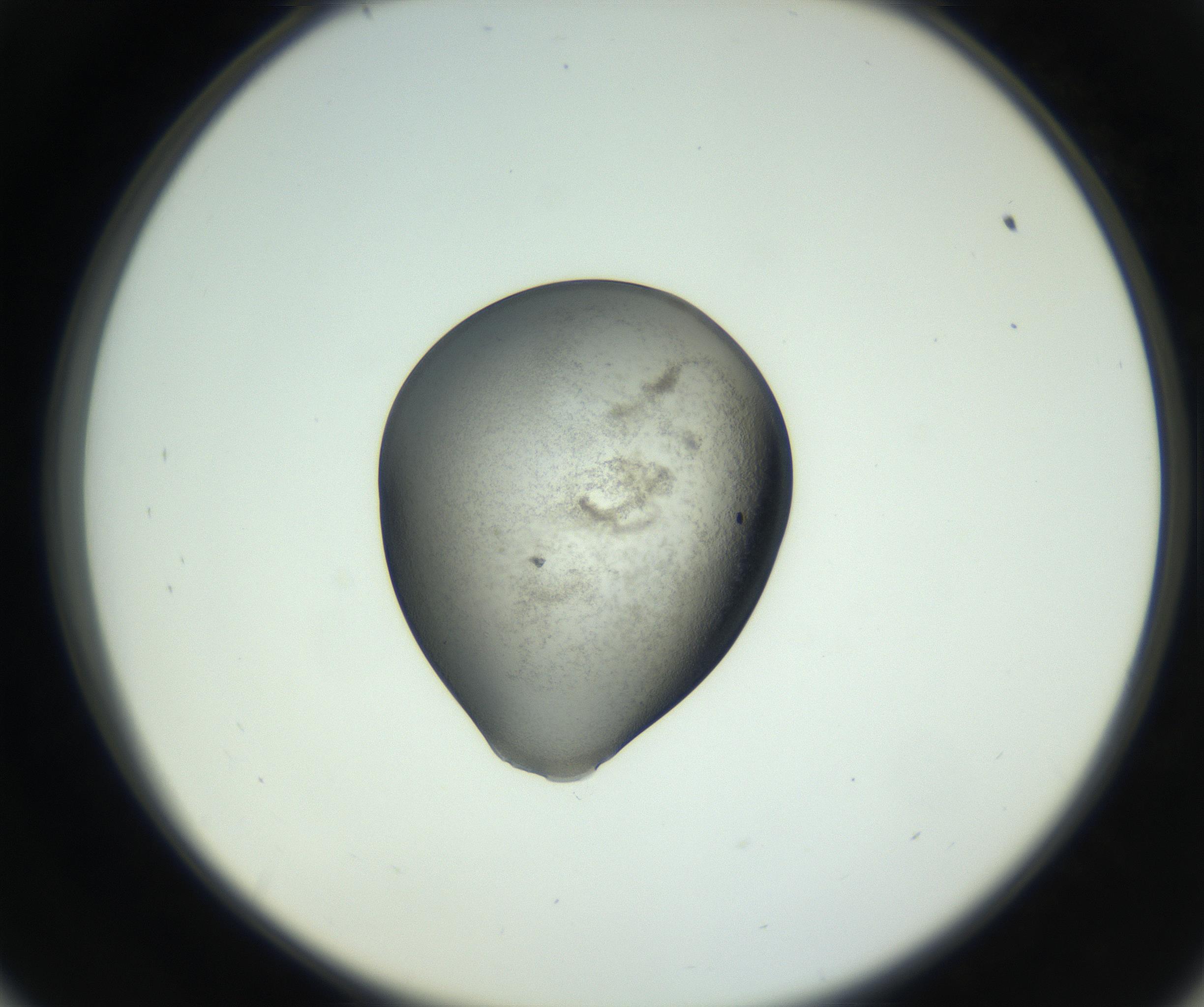 RI01_03_000_0212_Proj1_Clon1_MC_0000MC102746_005_160927_09_05_02_00_99_002_001_RAI.jpg