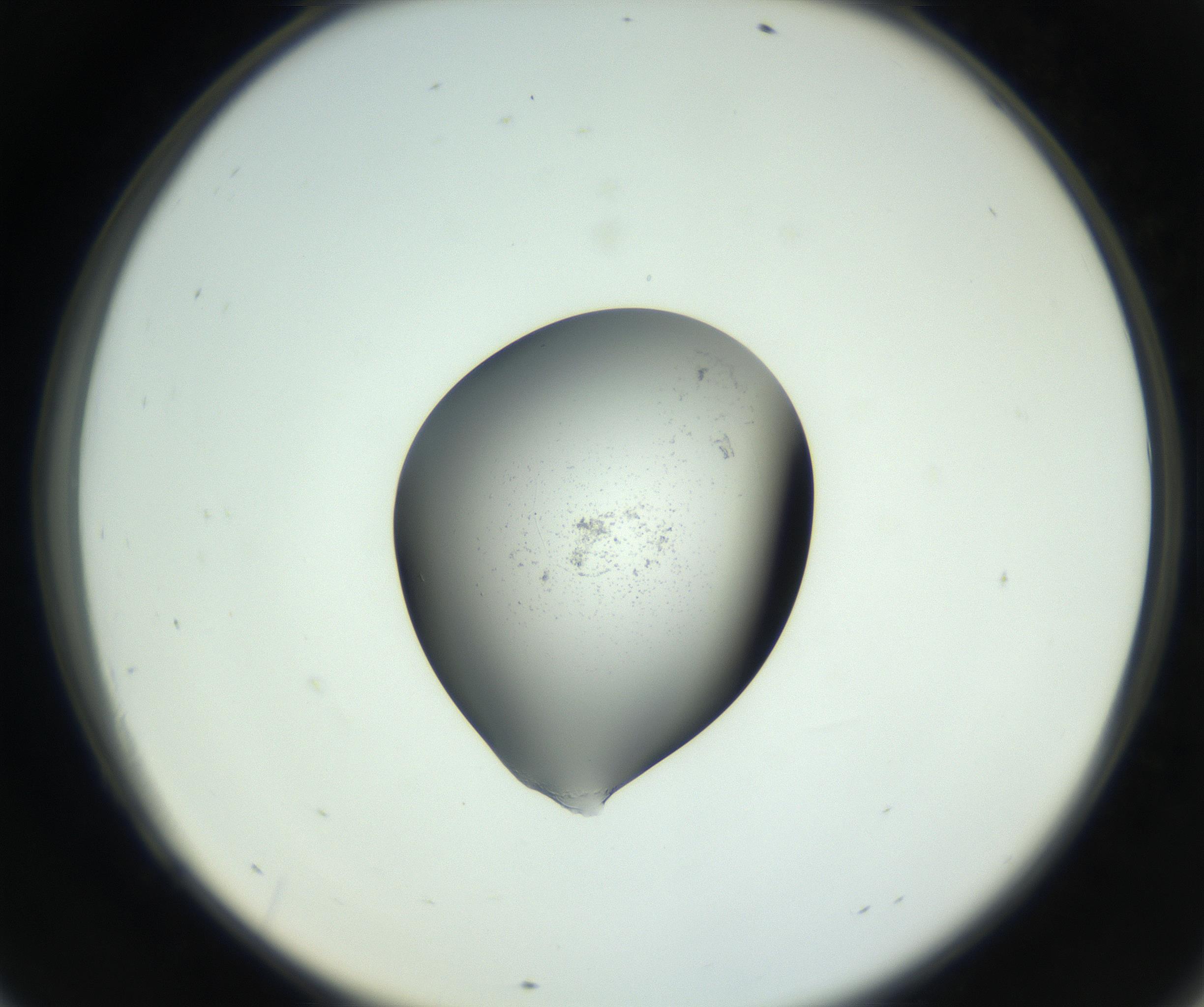 RI01_03_000_0212_Proj1_Clon1_MC_0000MC102746_005_160927_09_06_02_00_99_002_001_RAI.jpg