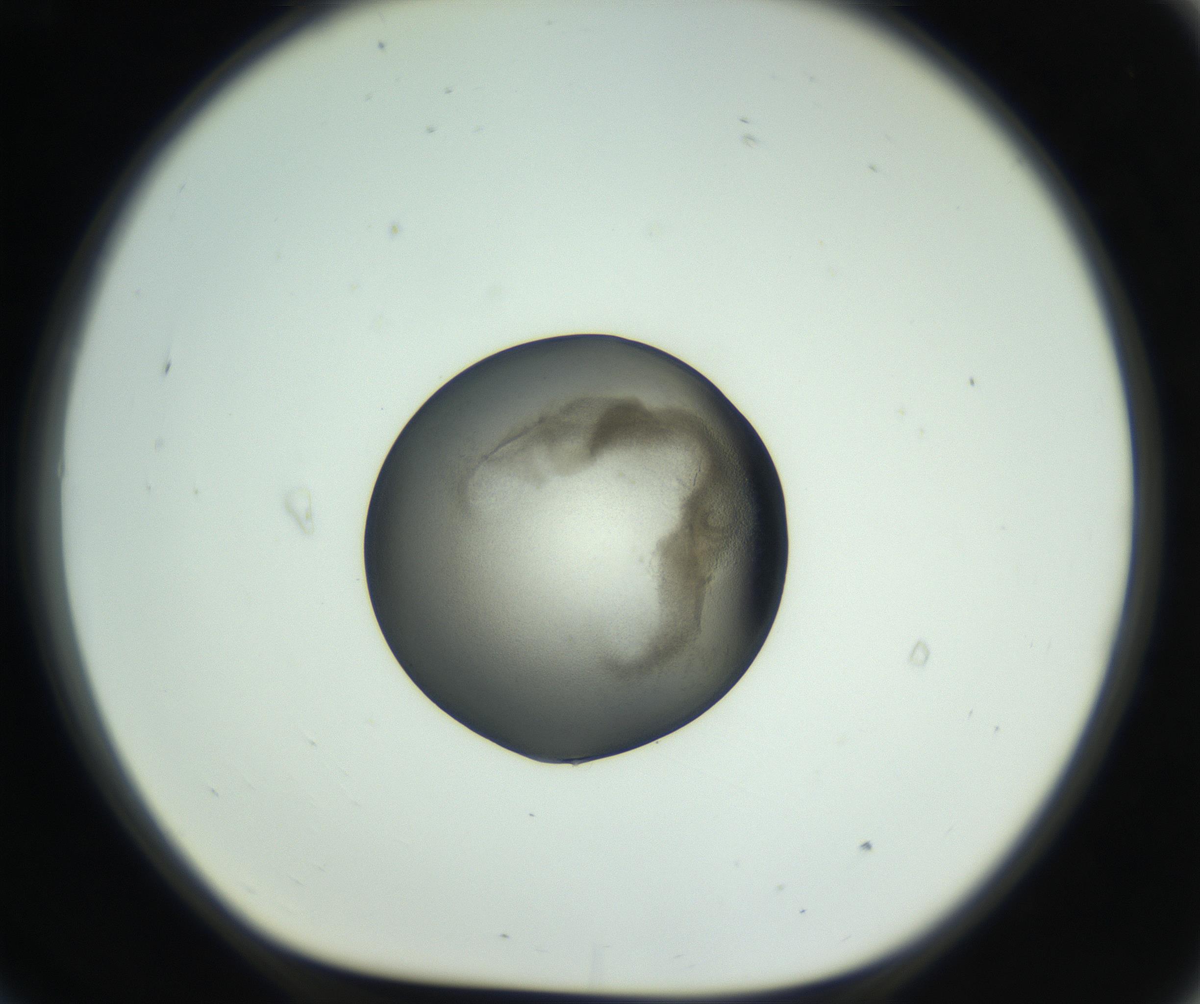 RI01_03_000_0212_Proj1_Clon1_MC_0000MC102746_005_160927_09_07_01_00_99_002_001_RAI.jpg