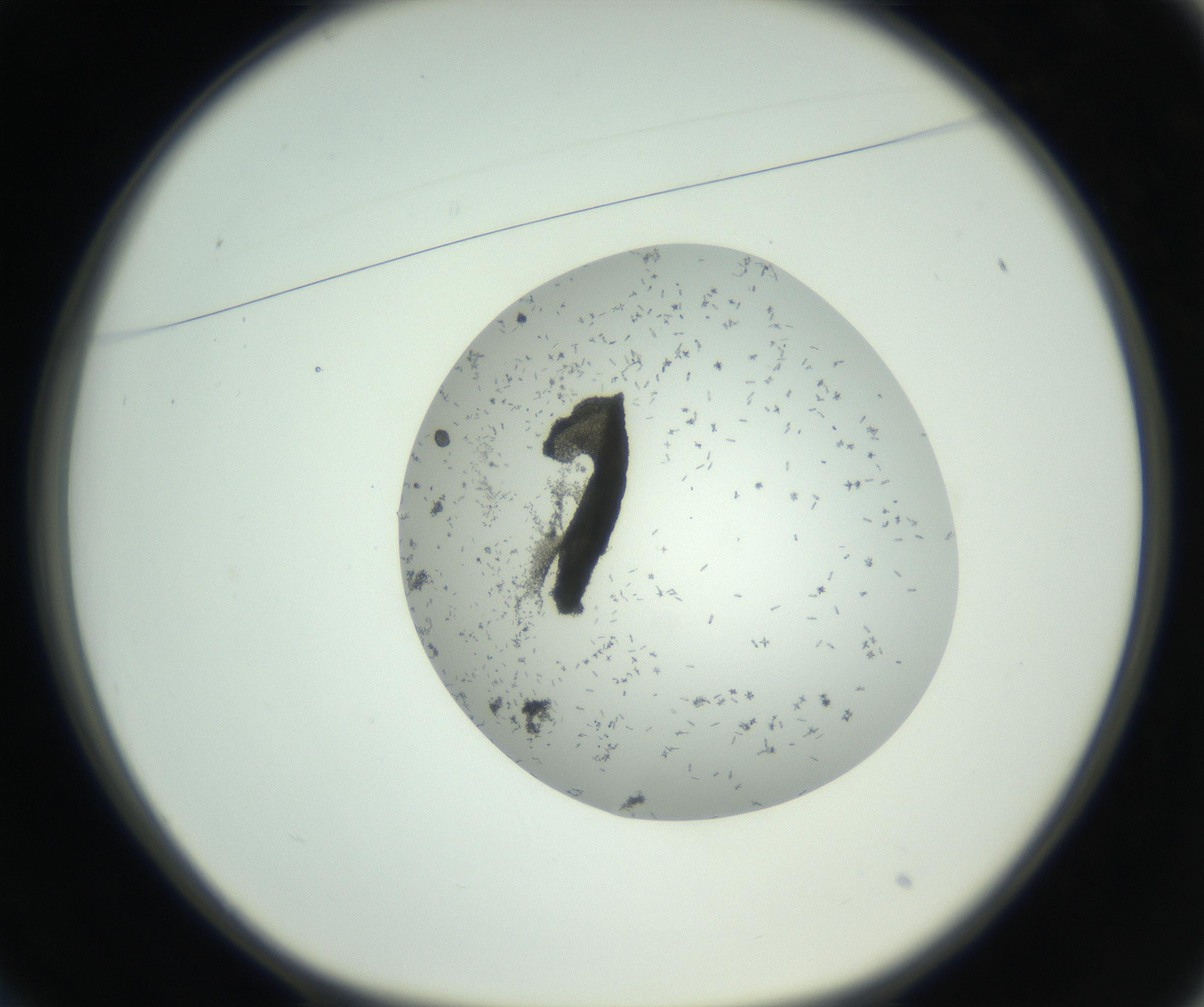 RI01_03_000_0212_Proj1_Clon1_MC_0000MC102747_002_160924_01_02_01_00_99_002_001_RAI.jpg