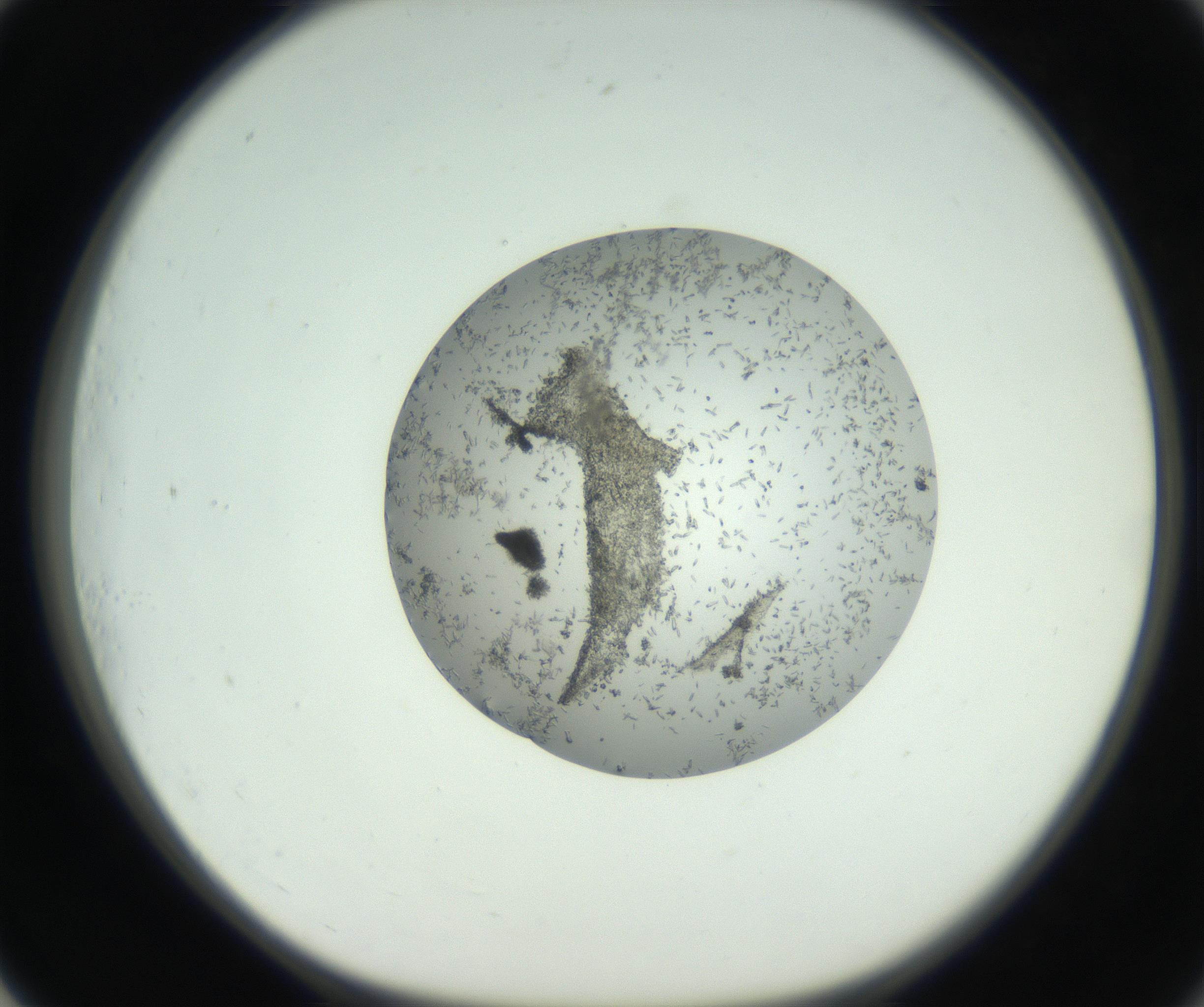 RI01_03_000_0212_Proj1_Clon1_MC_0000MC102747_002_160924_01_07_01_00_99_002_001_RAI.jpg