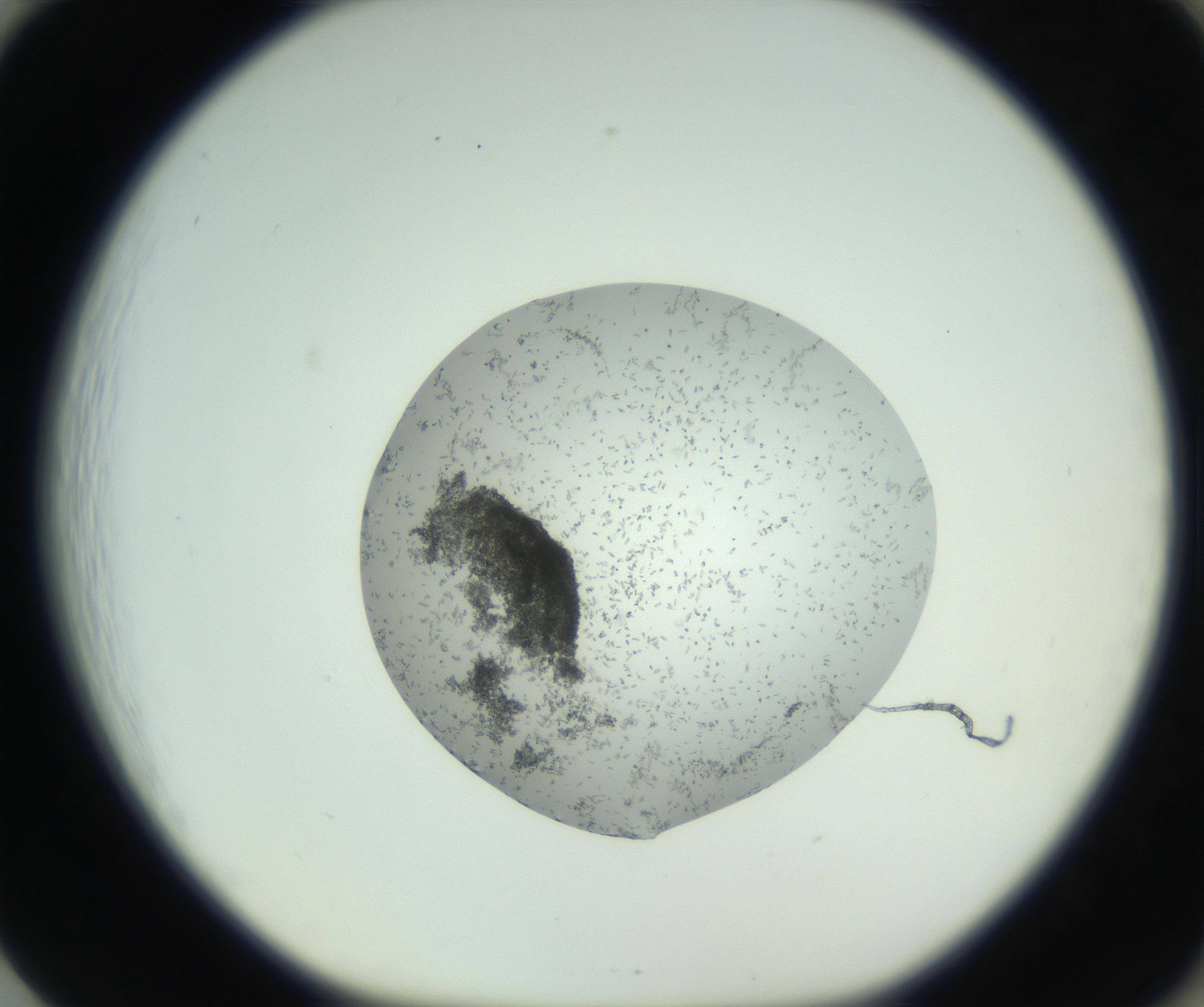 RI01_03_000_0212_Proj1_Clon1_MC_0000MC102747_002_160924_01_08_01_00_99_002_001_RAI.jpg