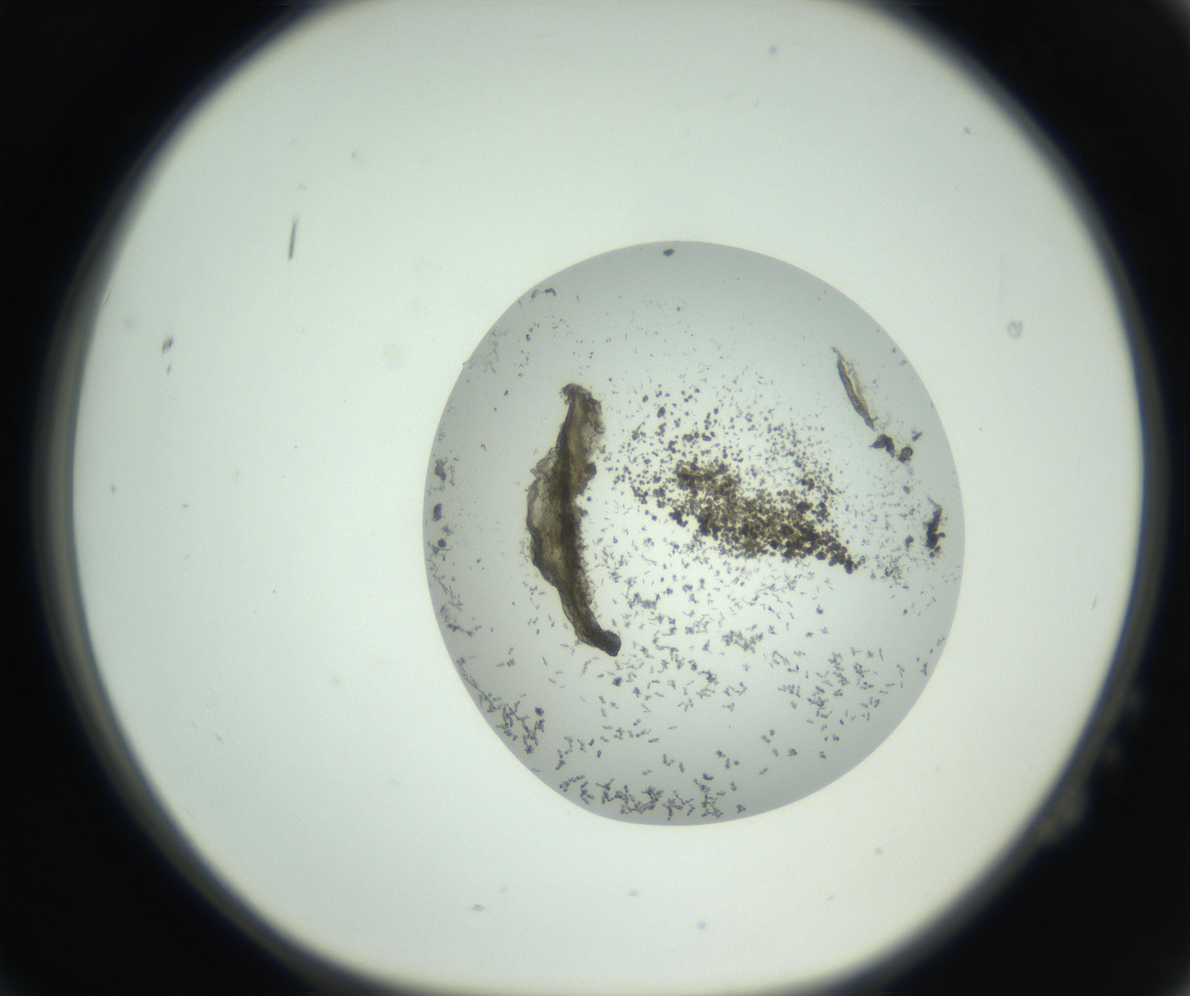 RI01_03_000_0212_Proj1_Clon1_MC_0000MC102747_002_160924_02_02_01_00_99_002_001_RAI.jpg