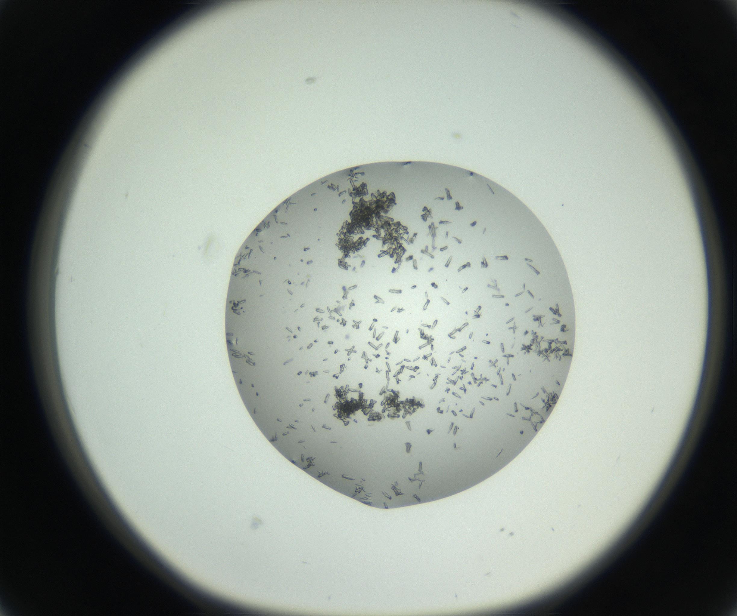 RI01_03_000_0212_Proj1_Clon1_MC_0000MC102747_002_160924_02_04_01_00_99_002_001_RAI.jpg