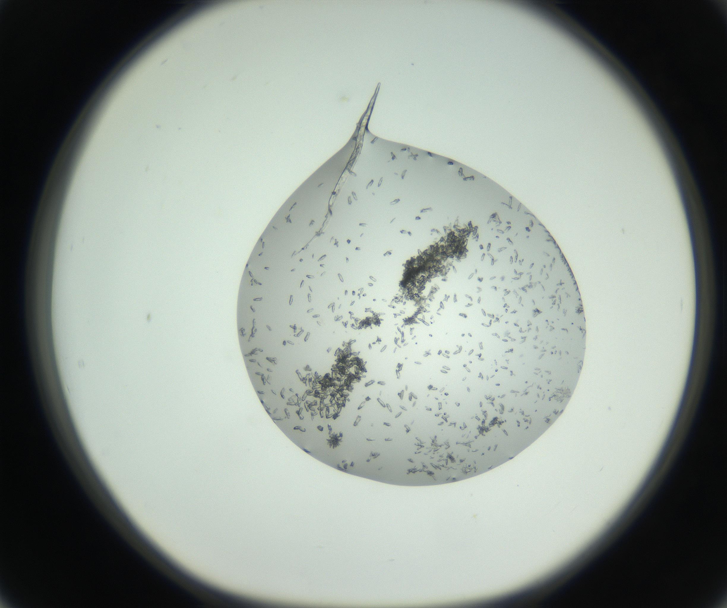 RI01_03_000_0212_Proj1_Clon1_MC_0000MC102747_002_160924_02_05_01_00_99_002_001_RAI.jpg