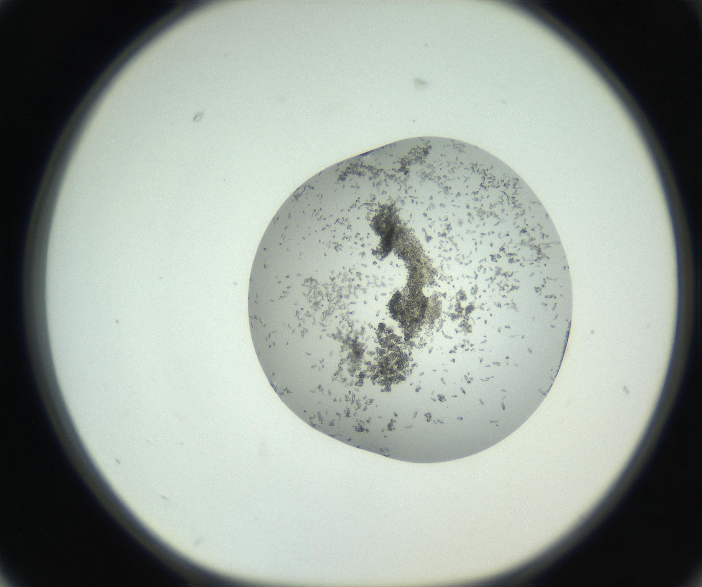 RI01_03_000_0212_Proj1_Clon1_MC_0000MC102747_002_160924_02_07_01_00_99_002_001_RAI.jpg