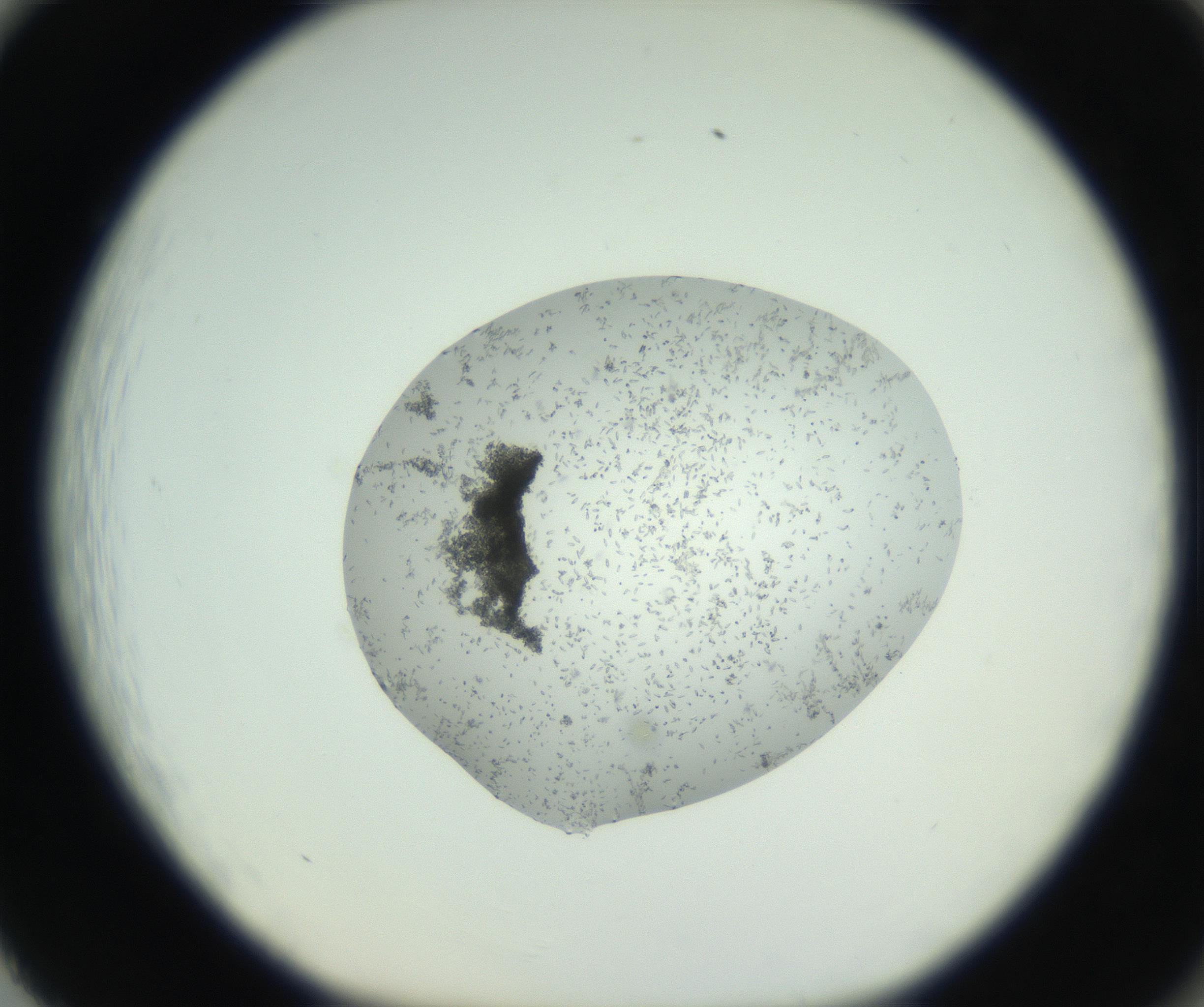 RI01_03_000_0212_Proj1_Clon1_MC_0000MC102747_002_160924_02_08_01_00_99_002_001_RAI.jpg