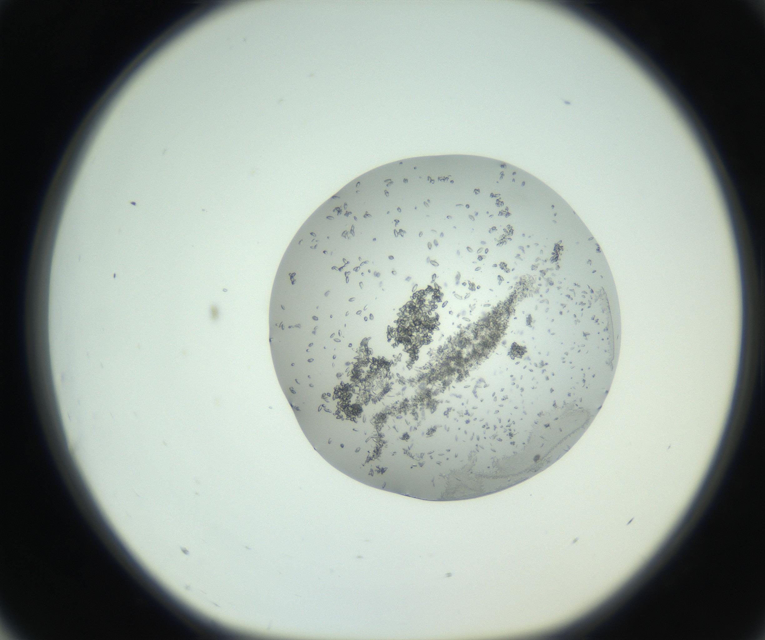 RI01_03_000_0212_Proj1_Clon1_MC_0000MC102747_002_160924_03_07_01_00_99_002_001_RAI.jpg
