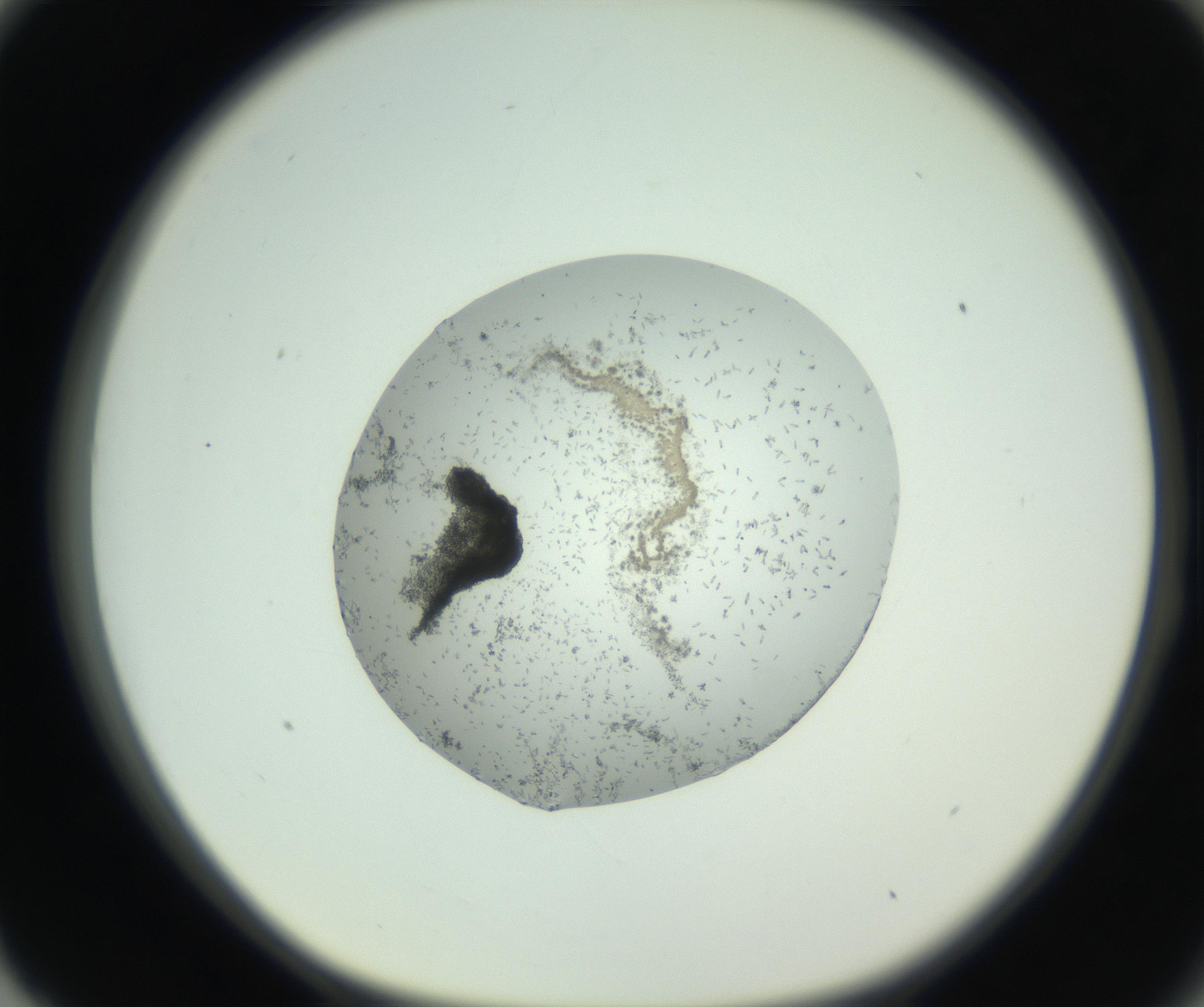 RI01_03_000_0212_Proj1_Clon1_MC_0000MC102747_002_160924_03_08_01_00_99_002_001_RAI.jpg