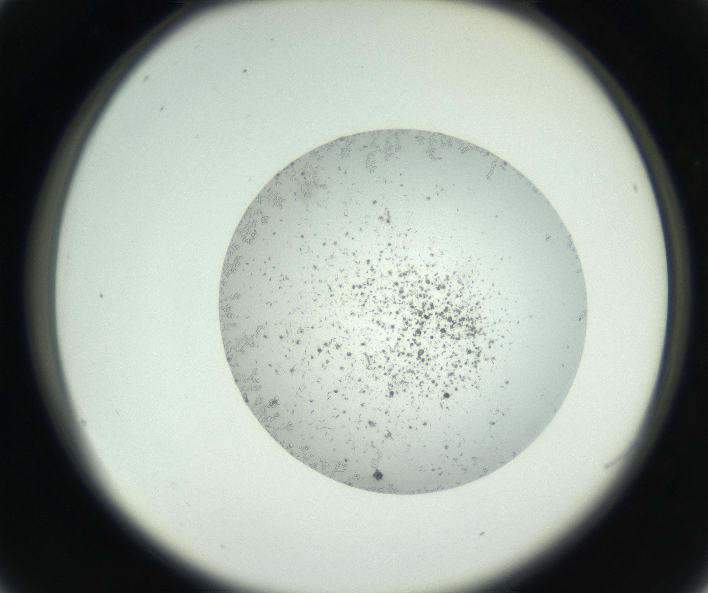 RI01_03_000_0212_Proj1_Clon1_MC_0000MC102747_002_160924_04_02_02_00_99_002_001_RAI.jpg