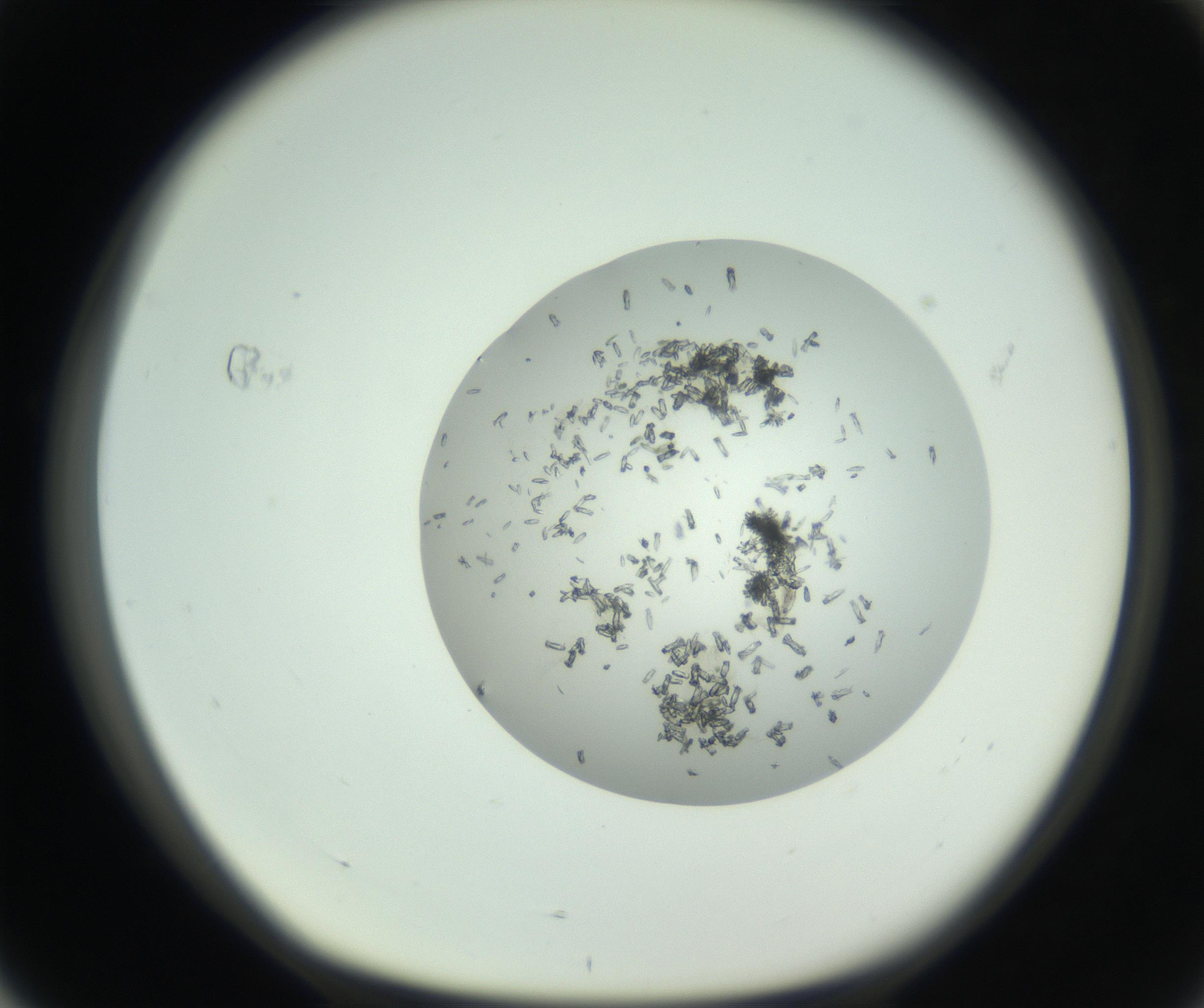 RI01_03_000_0212_Proj1_Clon1_MC_0000MC102747_002_160924_04_07_01_00_99_002_001_RAI.jpg