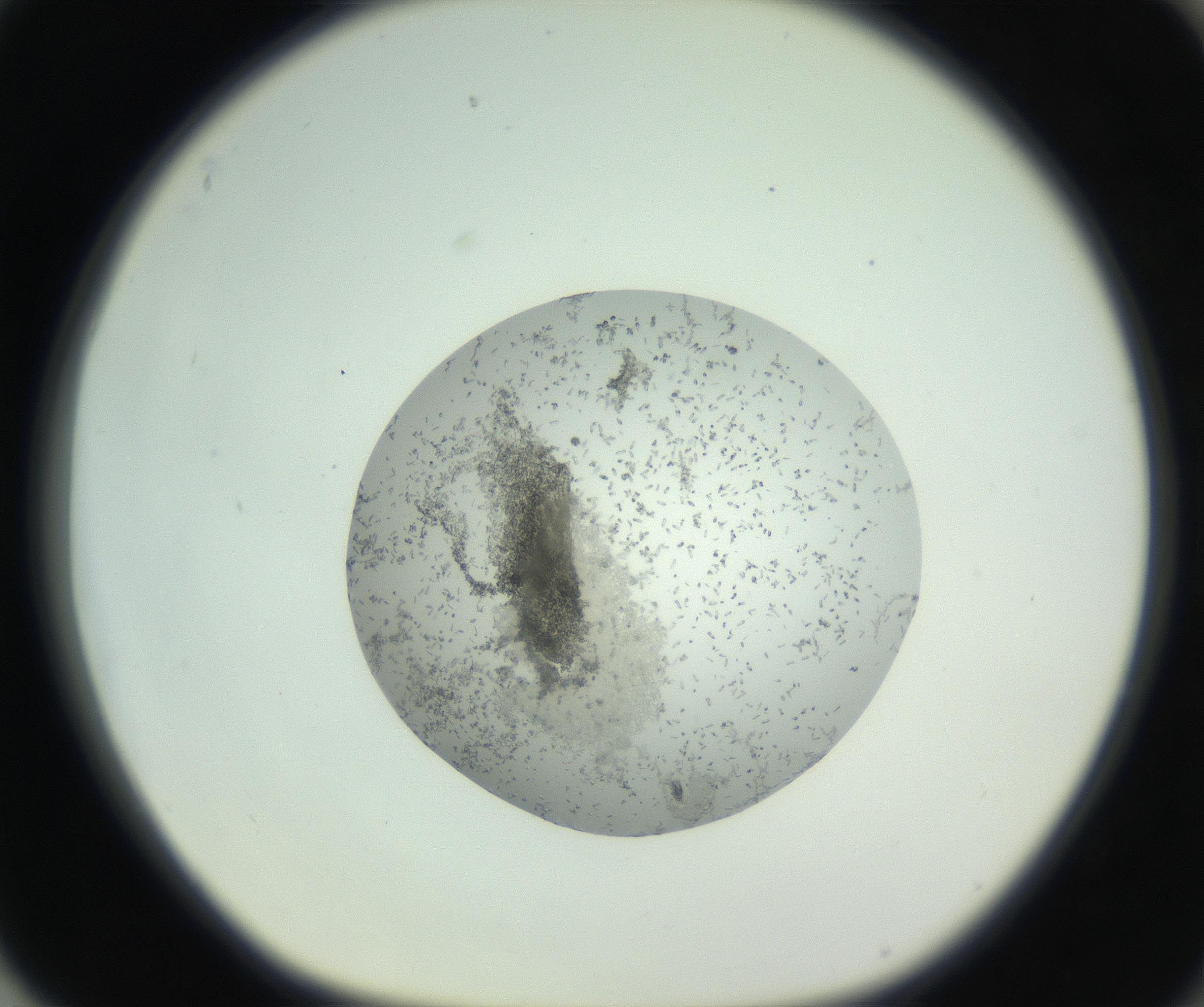 RI01_03_000_0212_Proj1_Clon1_MC_0000MC102747_002_160924_04_08_01_00_99_002_001_RAI.jpg
