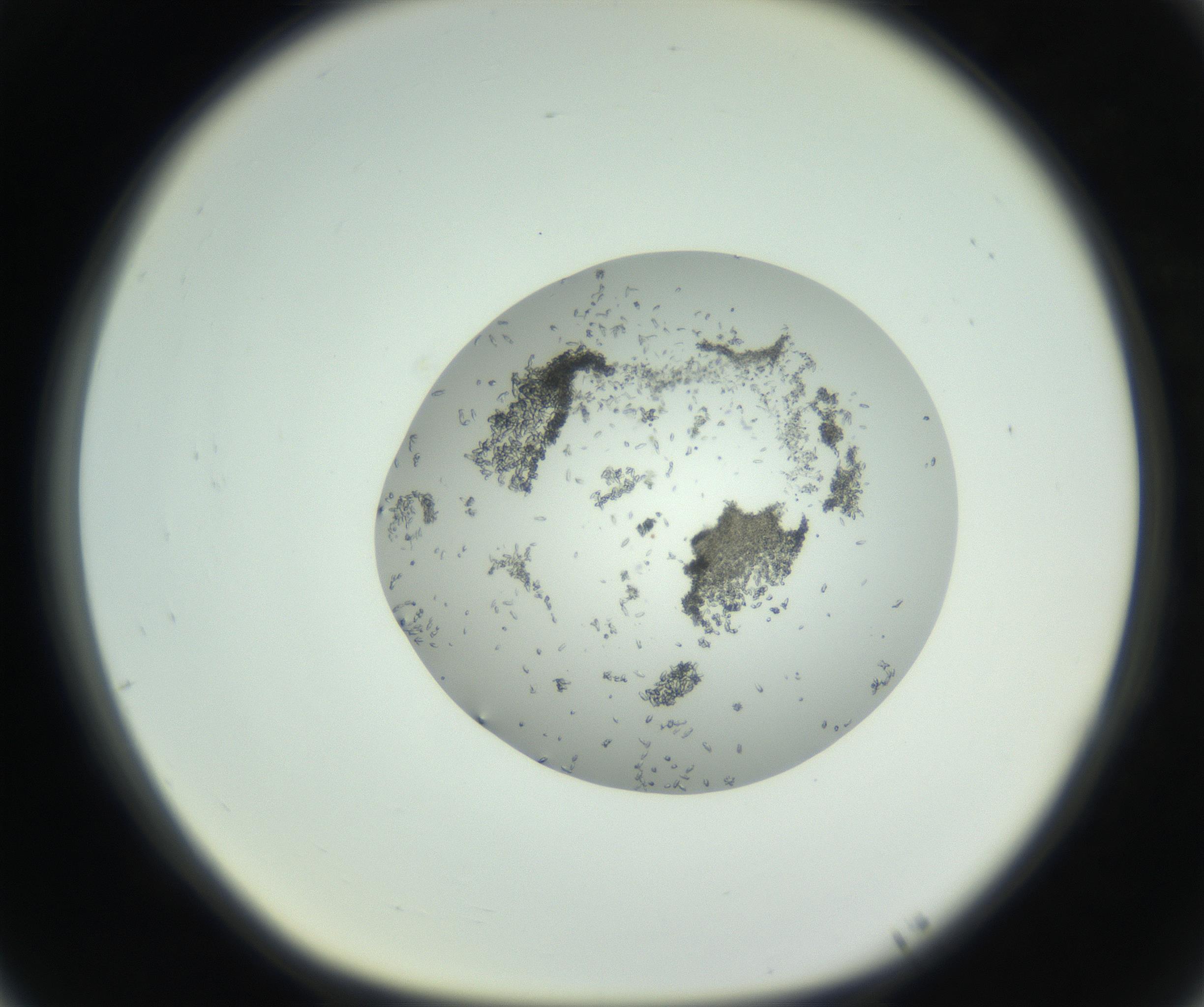 RI01_03_000_0212_Proj1_Clon1_MC_0000MC102747_002_160924_05_07_01_00_99_002_001_RAI.jpg