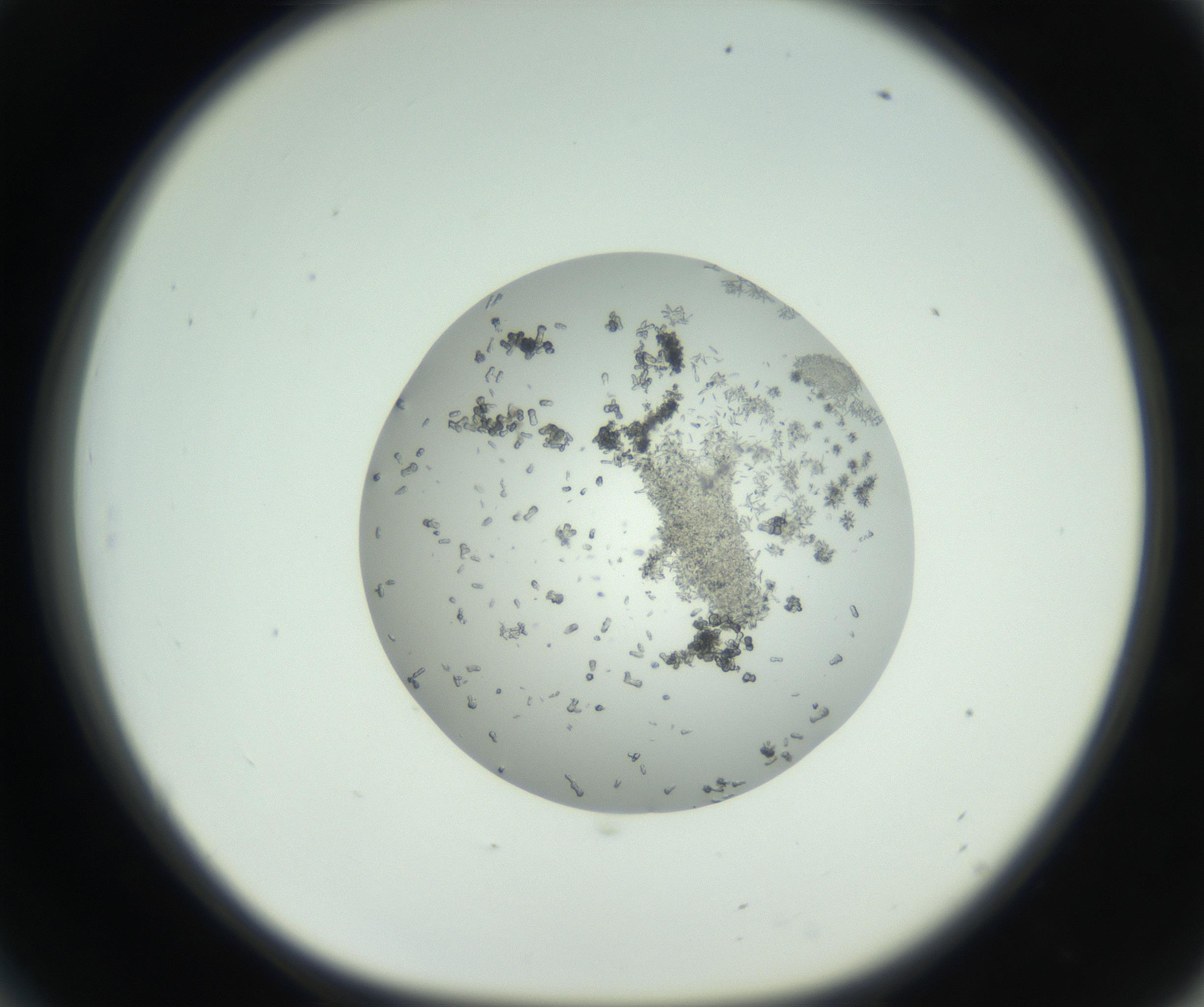 RI01_03_000_0212_Proj1_Clon1_MC_0000MC102747_002_160924_06_05_01_00_99_002_001_RAI.jpg