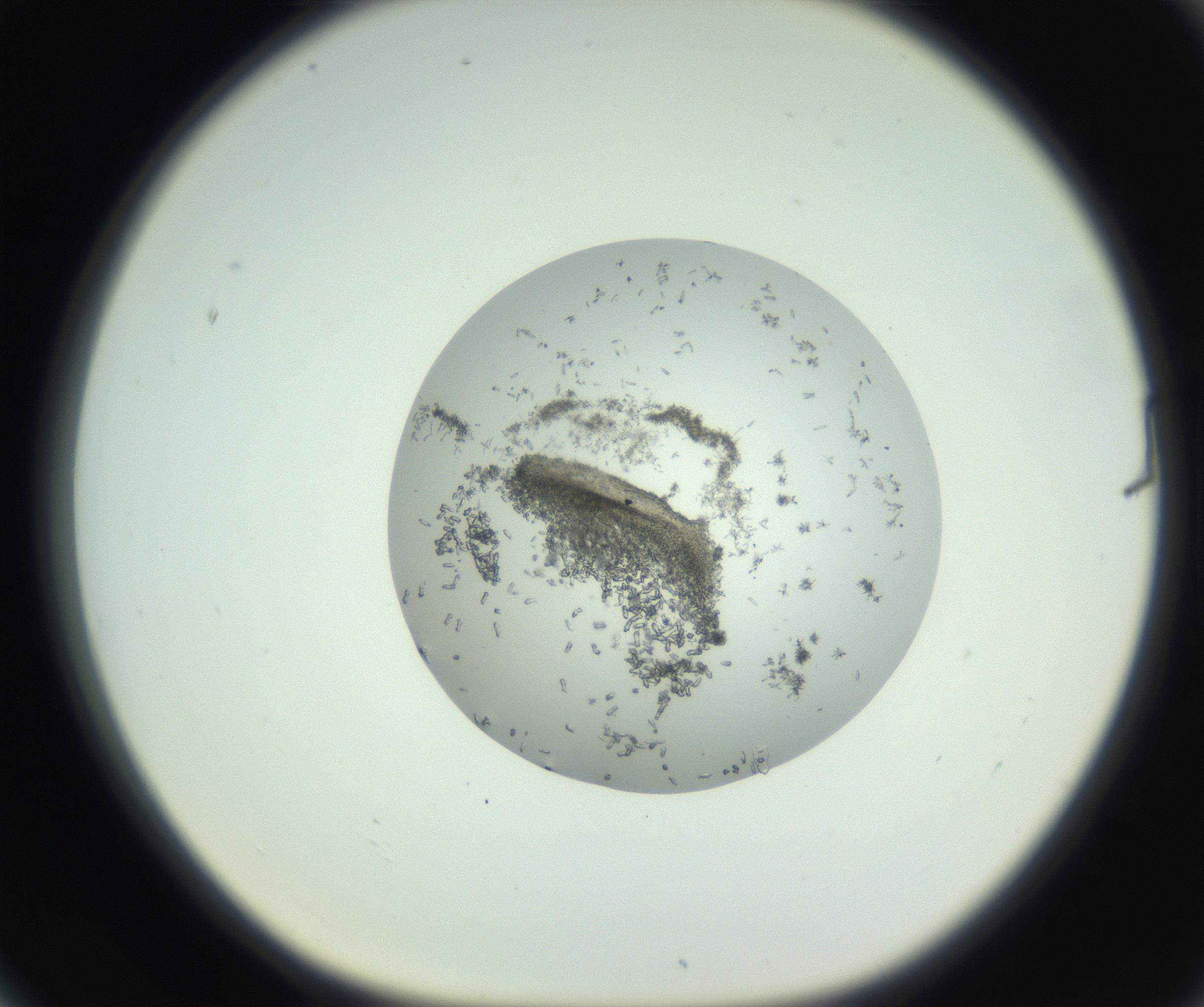 RI01_03_000_0212_Proj1_Clon1_MC_0000MC102747_002_160924_06_07_01_00_99_002_001_RAI.jpg